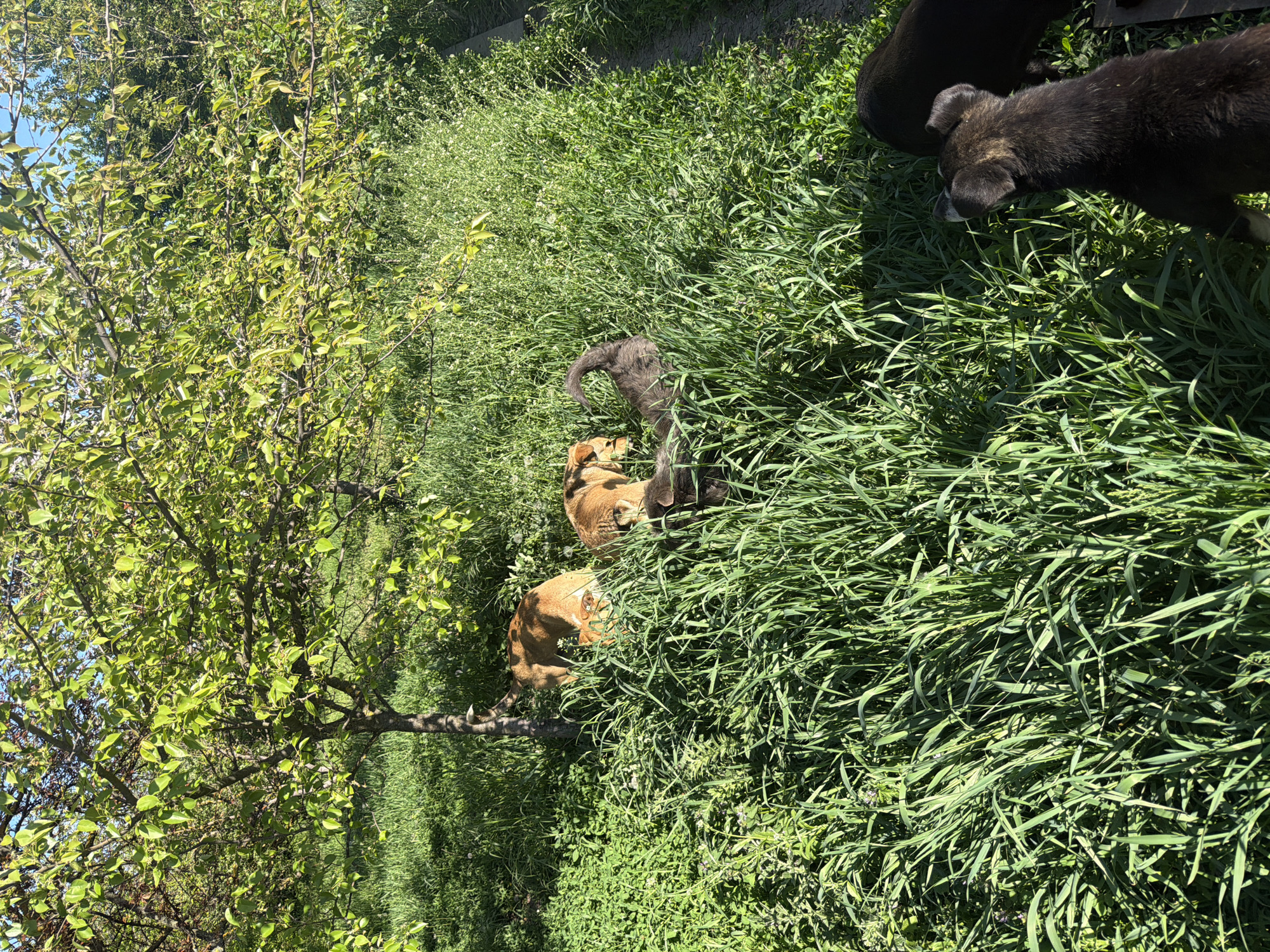 The image shows a grassy area with several dogs. A tree with green leaves is on the left side of the image. Some of the dogs are light brown, and some are dark brown. The exact location is Leningradskaya, Russia.