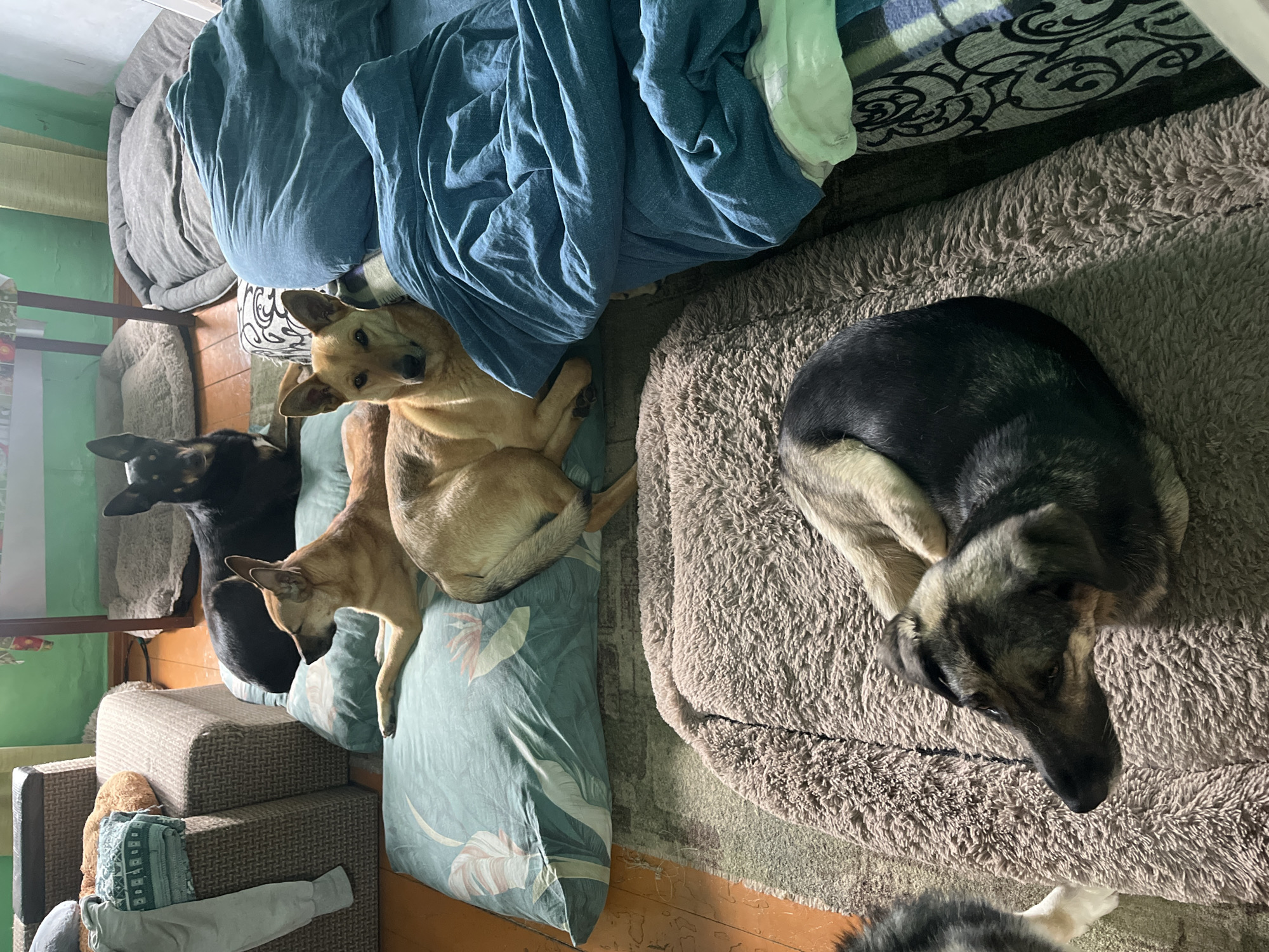The image shows a domestic indoor scene, likely an apartment or house, with four dogs resting on various pet beds and cushions on the floor. The room appears to be somewhat cluttered, with furniture including a couch on the left, and bedding and blankets on the right. The lighting suggests it is daytime. There is no indication of the specific location within Nizhny Tagil, Russia, or any other city. The dogs are a mix of breeds and sizes, and they are all lying down, some sleeping, others alert. There are no people visible in the image. The floor is wooden, and there are rugs on the floor.