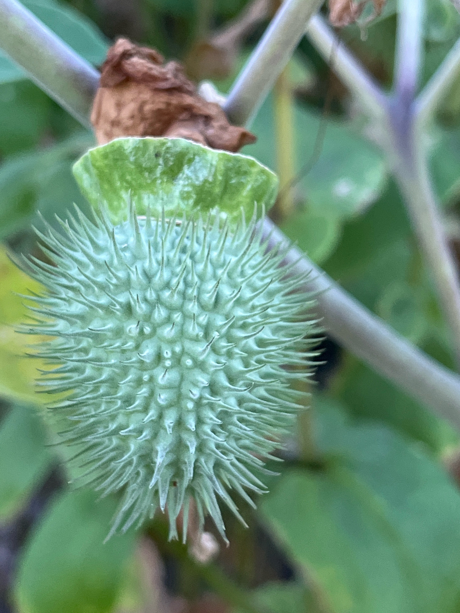 A close-up, eye-level shot captures a spiky, light green seed pod, likely from a Datura plant, in the center of the frame. The pod is round and covered in sharp, forward-pointing spines. At its top, a calyx or sepals, light green and somewhat folded, encases the base of the pod. A dried, brown remnant, possibly a flower petal or leaf, is visible at the very top of the calyx. The background is blurred, showing shades of green from foliage and the pale gray and purple stems of the plant. The lighting is natural, and the focus is sharp on the seed pod.