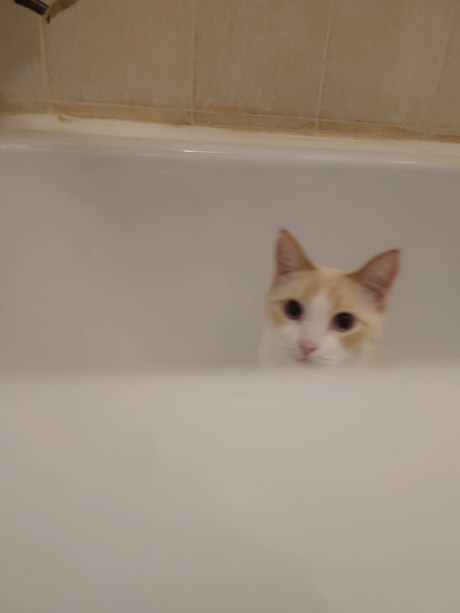 A cream and orange cat is peeking out from behind a white bathtub. The cat's face is mostly visible, with large dark eyes, a pink nose, and pointed ears. The background appears to be a tiled wall, possibly in a bathroom. The image is slightly blurry, making it difficult to discern fine details. The overall impression is of a curious cat observing from its hidden vantage point.