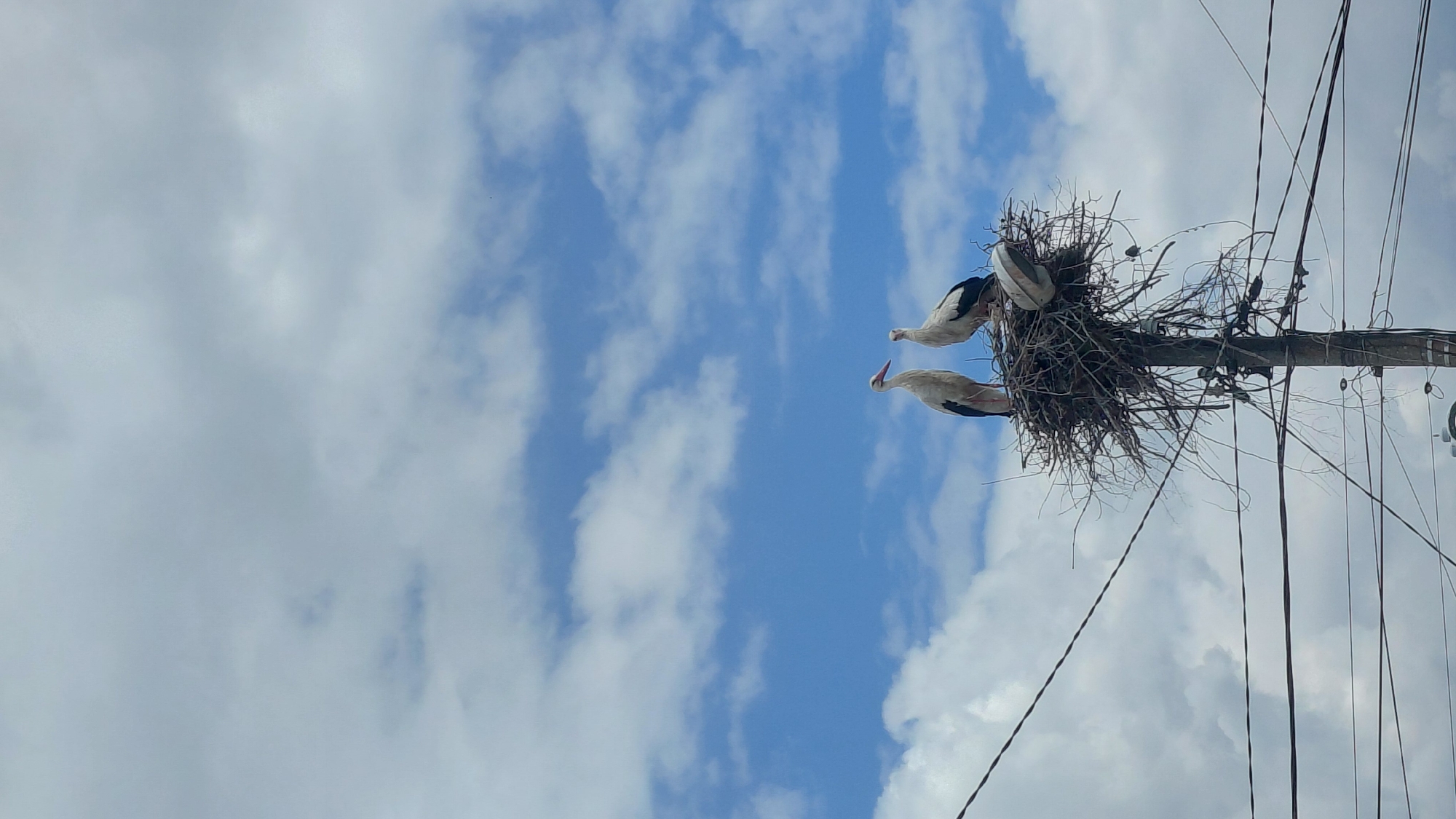 The image, when viewed in its correct upright orientation, captures two large white storks on a substantial stick nest. The nest is prominently situated atop a wooden utility pole, which is positioned on the right side of the frame. Numerous dark wires extend from the pole downwards and to the right, indicating an area with electrical or communication infrastructure.
One stork is positioned lower in the nest, facing left with its beak slightly open and head angled upwards, seemingly interacting with the other bird or an unseen element within the nest. The second stork is partially visible above and behind the first, also facing generally towards the left. Both birds display the characteristic white plumage with black wing feathers, and their long beaks are discernible.
The background consists of a bright blue sky with scattered, fluffy white clouds, suggesting a clear and pleasant daytime. The overall scene depicts a pair of storks nesting on a man-made structure, illustrating the coexistence of wildlife and human development. There is no visible text in the image.