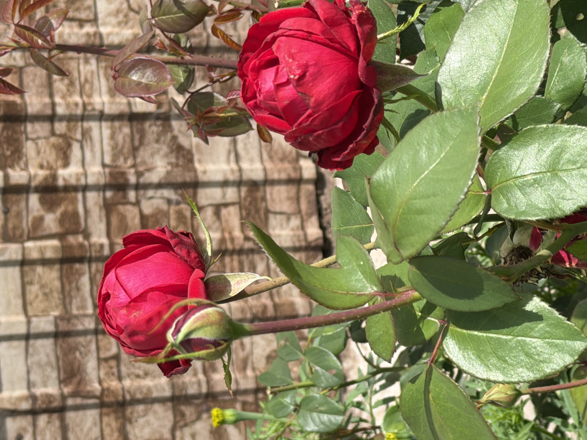 A close-up shot of a vibrant red rose bush in front of a brick wall. Two red roses are in focus, one fully bloomed and the other still a bud. The leaves are a deep green and show slight imperfections, while the brick wall behind them is a warm, earthy brown with a rough texture. The lighting suggests it's a sunny day, casting shadows on the wall.
