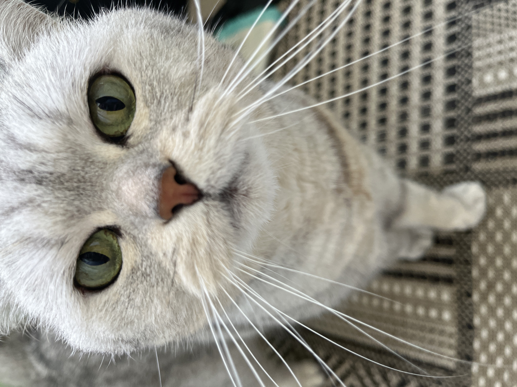 A close-up, head-on, eye-level shot focuses on the face of a light gray tabby cat. The cat has bright green eyes with black pupils, a pink nose, and long, white whiskers. Its fur is short and appears soft, with subtle tabby markings on its forehead. The cat is looking directly at the camera. The background is out of focus, showing a patterned surface and hints of darker colors. The image is a portrait of the cat, emphasizing its facial features. There is no indication of the cat's location in Chaikovsky, Russia.