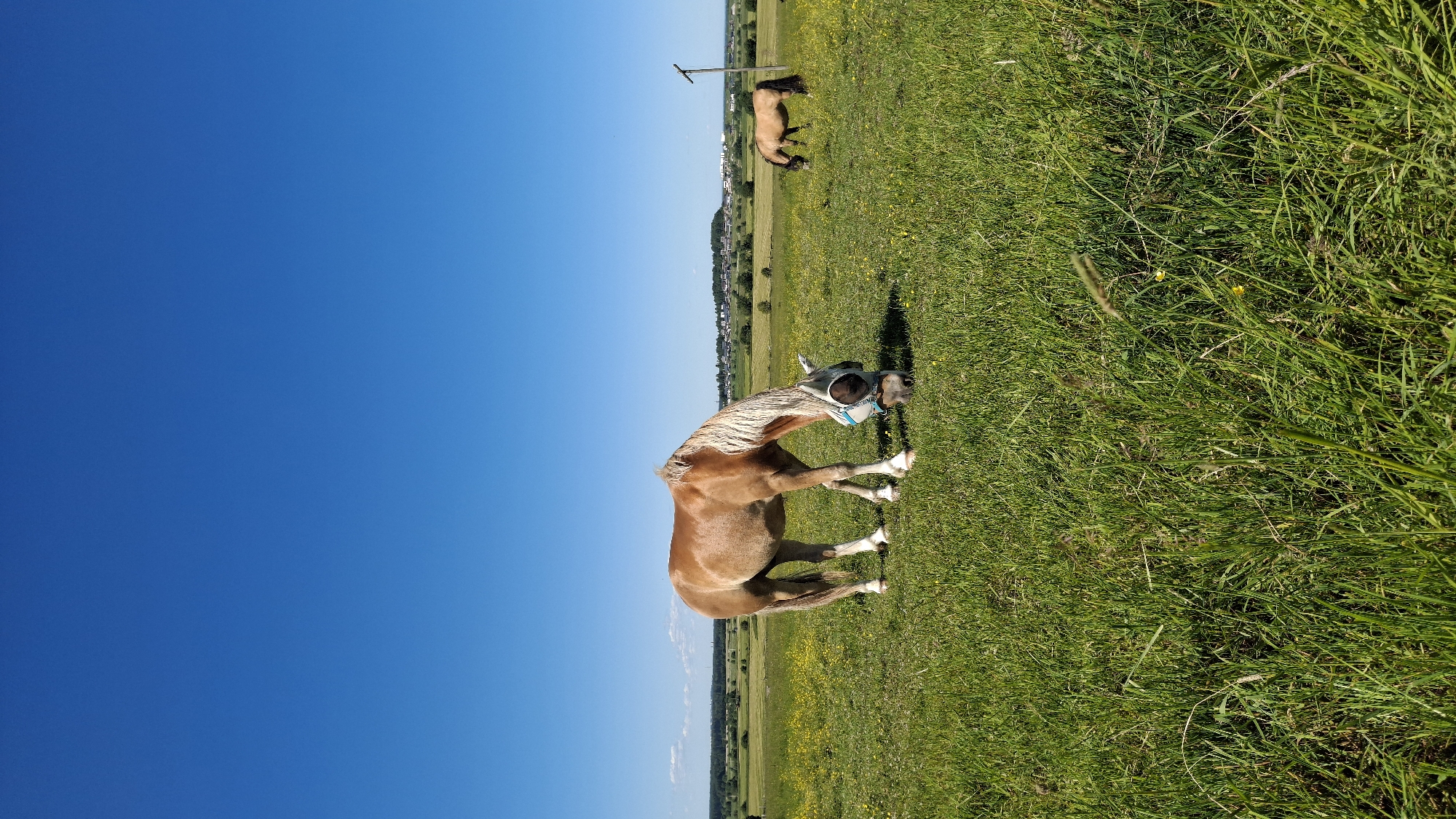 In a sun-drenched meadow, a light brown horse with a blonde mane and tail grazes, wearing a fly mask that covers its eyes and ears. Its body is turned to the side, with its head lowered to the ground as if it's about to lie down. The horse is in the foreground, dominating the frame with its presence. Behind it, the grassy field stretches out, dotted with small yellow flowers, suggesting a warm, sunny day. In the background, a second, darker brown horse is visible, also grazing. A utility pole stands to the left of the second horse, and a line of trees and buildings can be seen in the far distance, hinting at a nearby town or settlement. The sky is a vibrant, clear blue, with no clouds visible, indicating fair weather. The overall scene evokes a sense of peaceful rural life on a summer day in Kaporskoe, Russia.