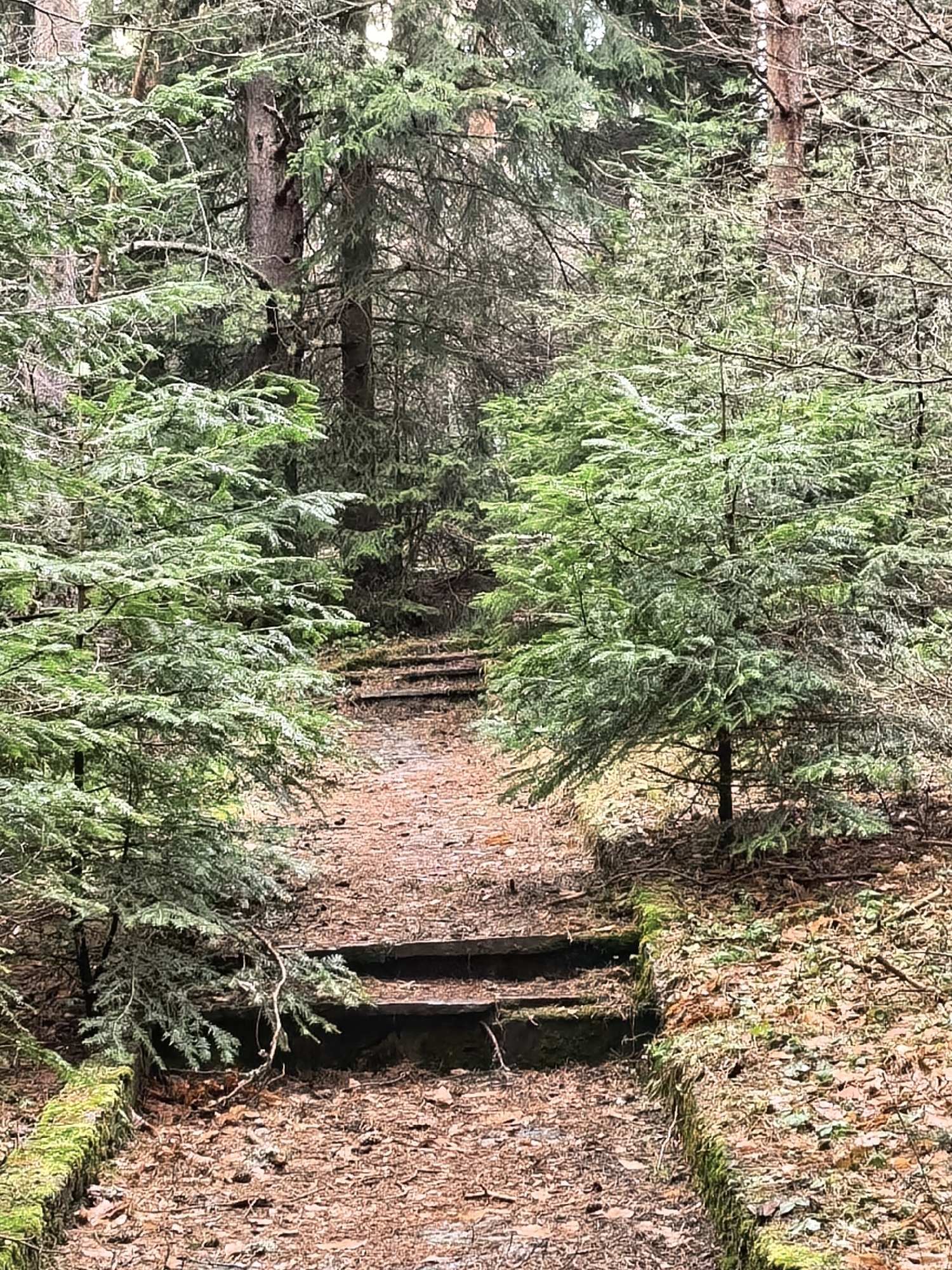 A forest path with wooden steps leads uphill. The path is covered in brown leaves and flanked by moss-covered embankments. Evergreen trees line the path, partially obscuring the view ahead. The location is Unknown, Unknown.