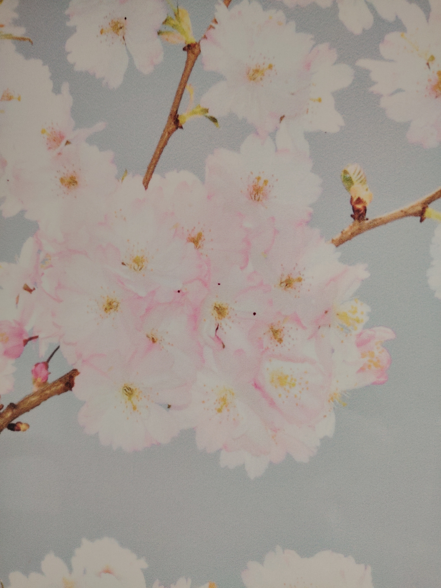 The image shows a close-up of blooming cherry blossoms. The blossoms are clustered together and feature delicate white petals with hints of pink. The centers of the flowers display yellow stamens. Brown branches and stems support the blossoms, and a few young leaves are visible. The background is a soft, muted blue color, which appears to be part of the wallpaper. It appears that the image has been shot indoors. The location in Sarapul, Russia is not apparent from the image.
