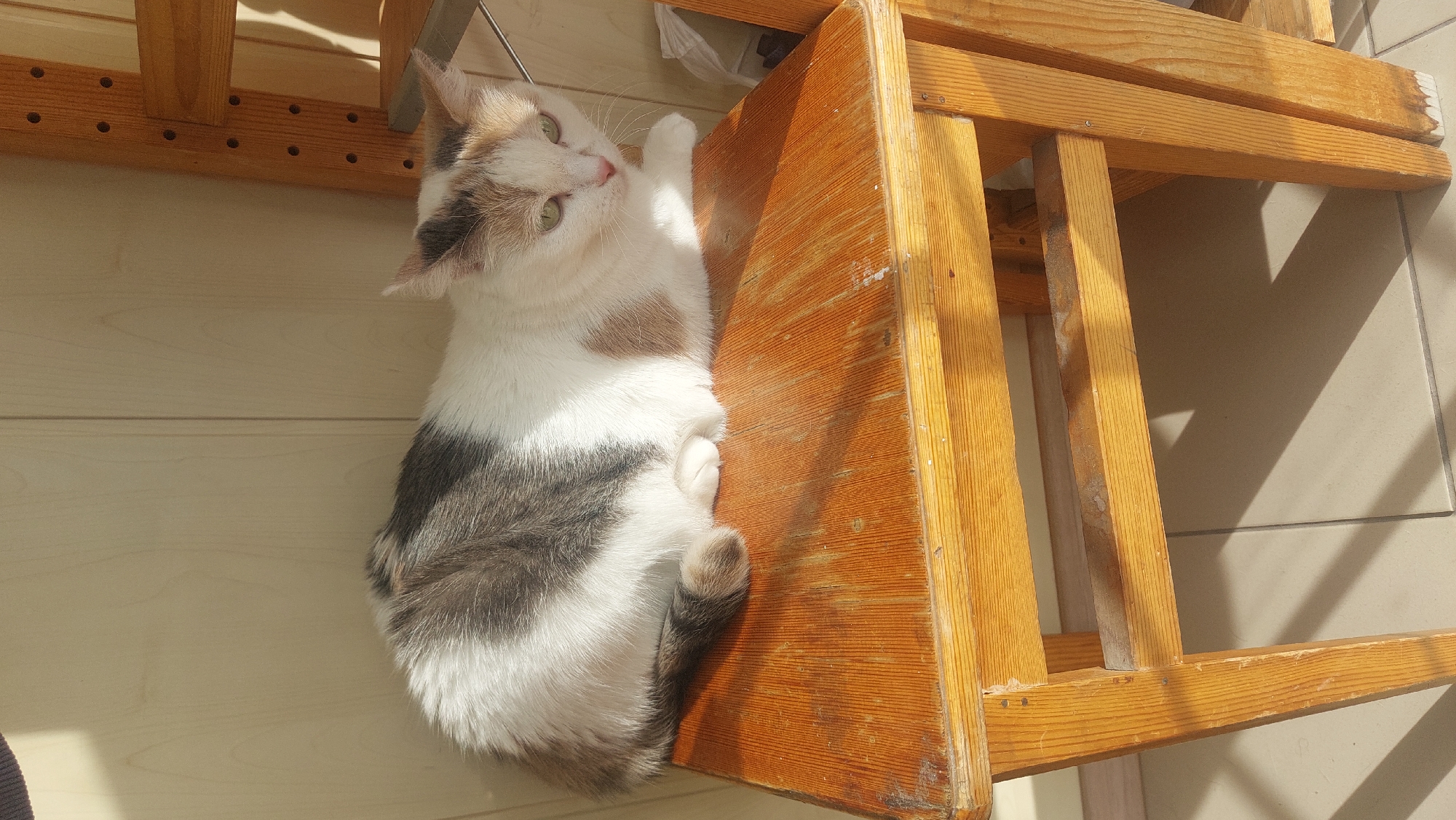 A cat with gray, white, and brown markings is lying on a wooden step stool, located on a light-colored wooden floor or wall paneling. The cat is looking up and to the left. The stool is placed on a tiled floor and is positioned next to another similar wooden structure. The location is an indoor space.