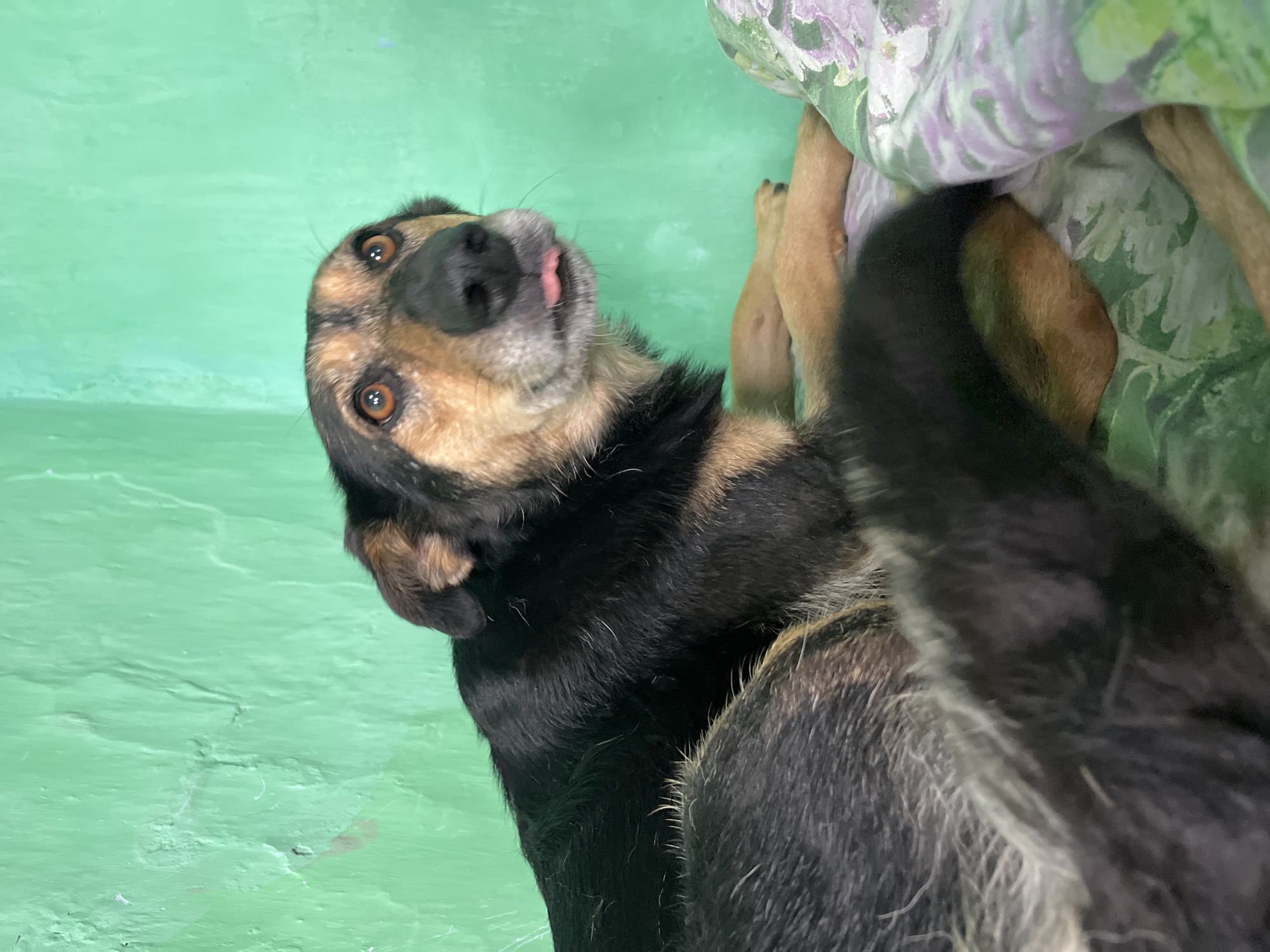 The image shows a medium-sized dog with black and tan fur, resting on a bed with a floral-patterned comforter. The dog has large, expressive amber eyes and its tongue is sticking out slightly. The background is a textured, bright green wall. The scene appears to be indoors, in a domestic setting. There is no indication of the specific location within the city of Nizhny Tagil, Russia, or any identifiable landmarks.