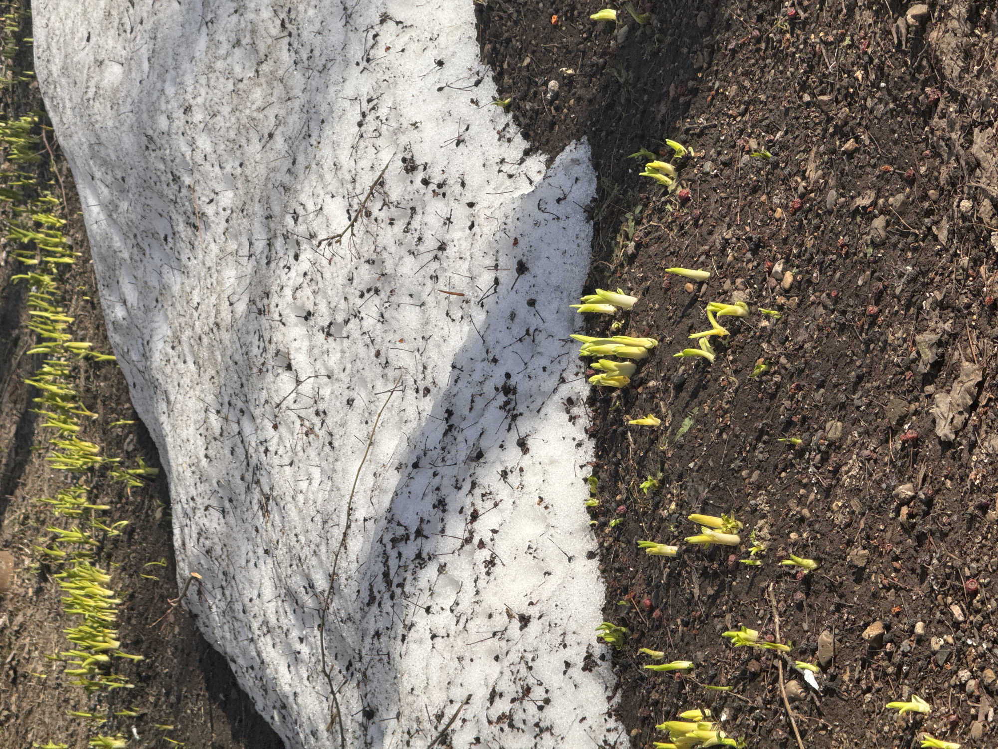 The image shows a patch of ground where snow is melting. Pale yellow plant shoots are emerging from the dark brown soil on both sides of the receding snowbank. The ground also contains small twigs and pebbles. The location, Chaikovsky, Russia, is based on knowledge.