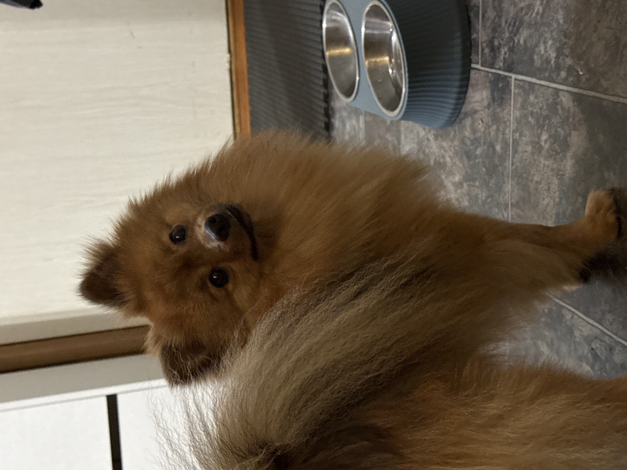 A brown Pomeranian dog is the primary subject of the image. The dog is looking up at the camera, with its head tilted slightly. Its tail is also visible in the lower center of the image. To the right, two metal bowls sit in a blue holder. The bowls appear to be empty. The floor is tiled in a dark gray pattern. A white cabinet is visible to the left. The dog appears to be indoors. The image was taken in Khimki, Russia. There is no information that could confirm this.
