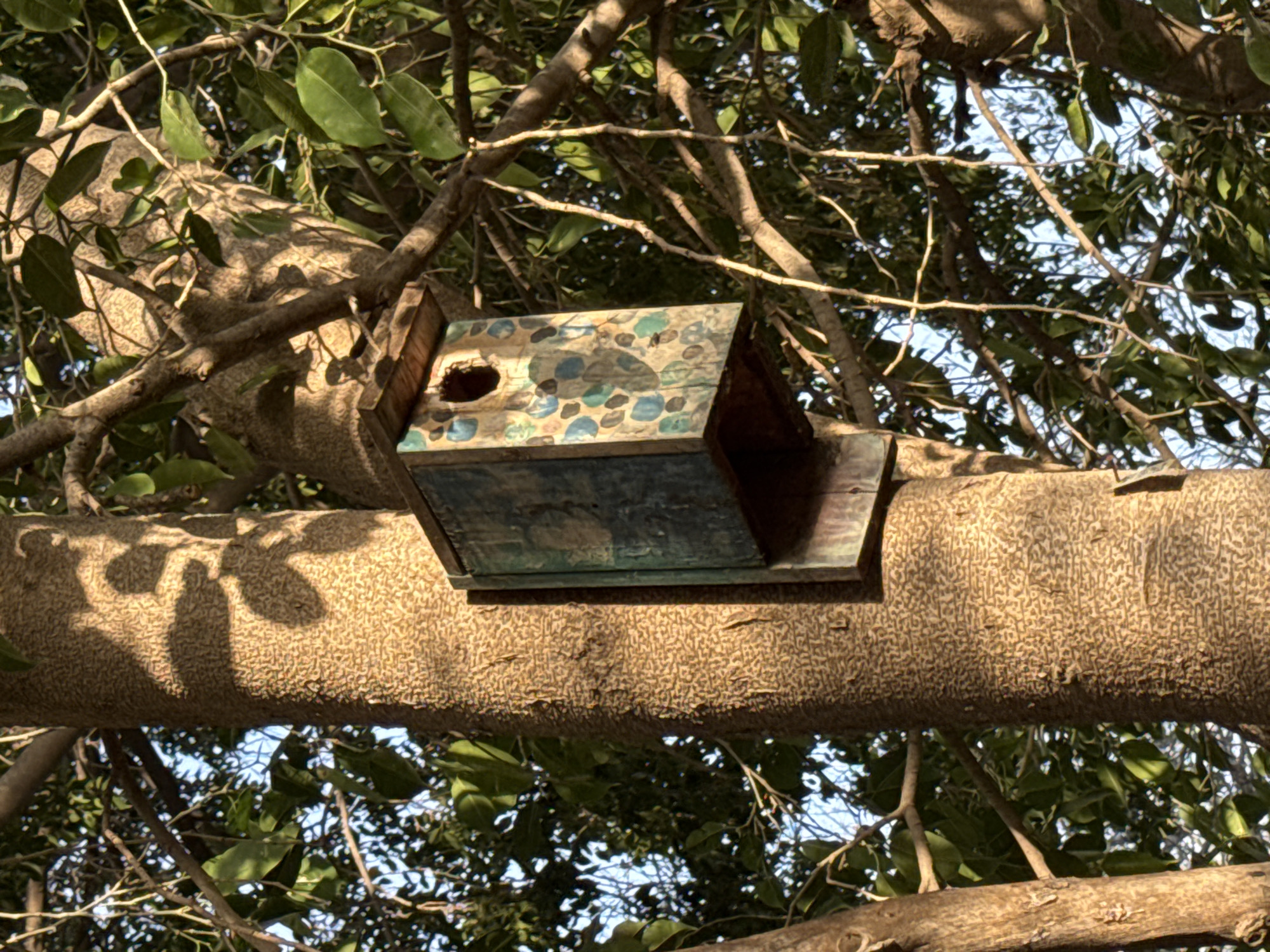 The image captures an outdoor scene featuring a wooden birdhouse nestled among the branches of a large tree. The central subject is a rectangular birdhouse, which appears to be handmade or custom-designed, painted with a faded, mottled pattern of blue and green shapes resembling pebbles or mosaic tiles. A single, round entrance hole is visible on its front panel. The birdhouse is positioned horizontally, resting on a thick, robust tree branch that extends across the mid-ground of the frame.
The setting is a natural environment, likely a park or garden, characterized by abundant green leaves and numerous smaller branches that frame the birdhouse. Strong, natural sunlight illuminates the scene, casting distinct and intricate shadows of foliage onto the textured, light-brown bark of the main branch. Patches of clear blue sky are visible through the gaps in the tree canopy, indicating a bright and clear daytime, likely around midday given the intensity and angle of the shadows. No specific activity or people are depicted. There is no visible text on the birdhouse or elsewhere in the image. The context for the location is Tel-Aviv, Israel.