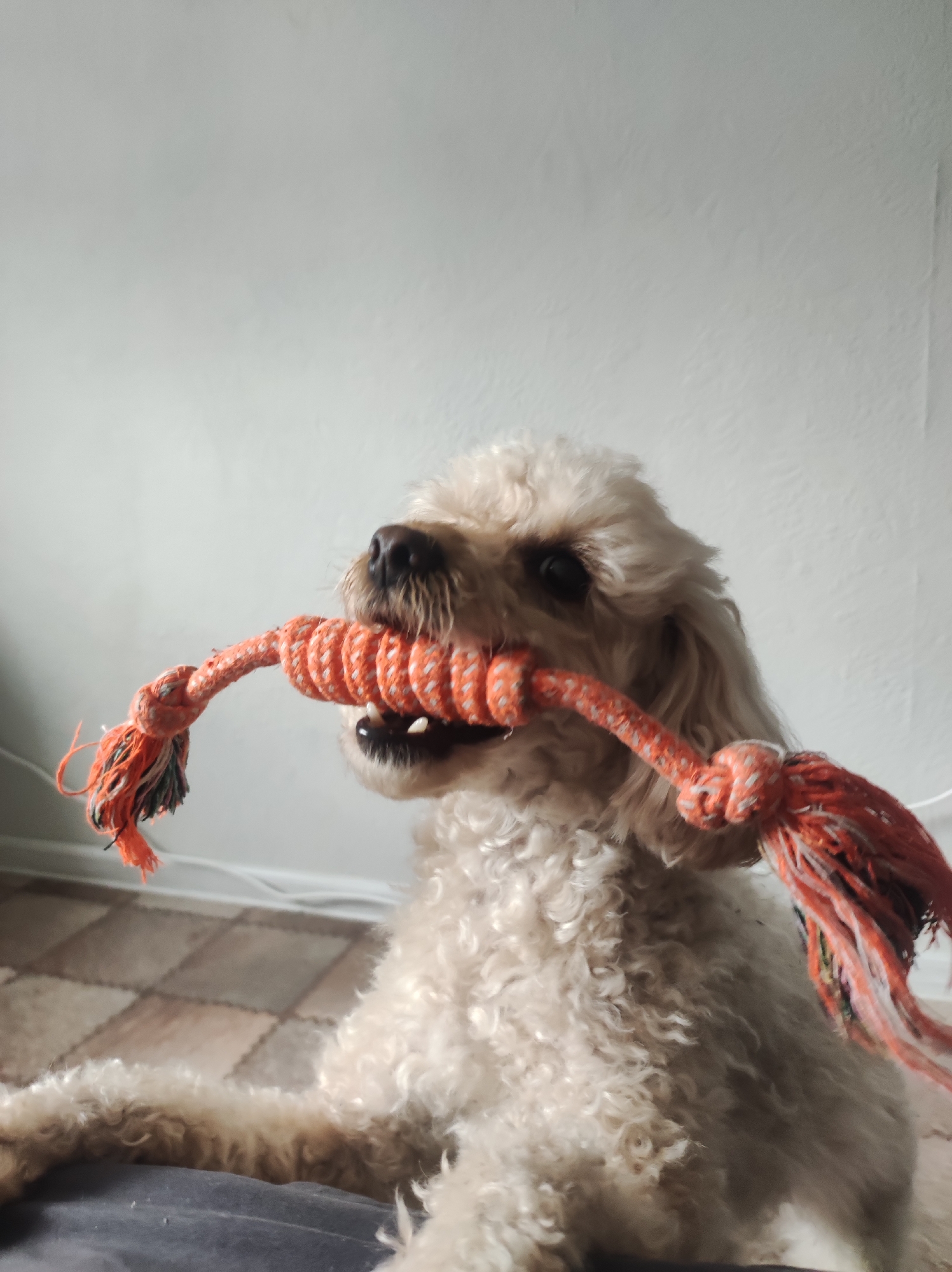 A cream-colored poodle with curly fur is holding an orange and white rope toy in its mouth. The dog is looking to the left of the frame with its mouth slightly open, revealing its teeth. The background is a plain, light-colored wall. The floor appears to be tiled with a brown and beige checkerboard pattern. The lighting suggests an indoor environment, possibly a home. There is no indication of the city of Chaikovsky, Russia, or any specific urban location.
