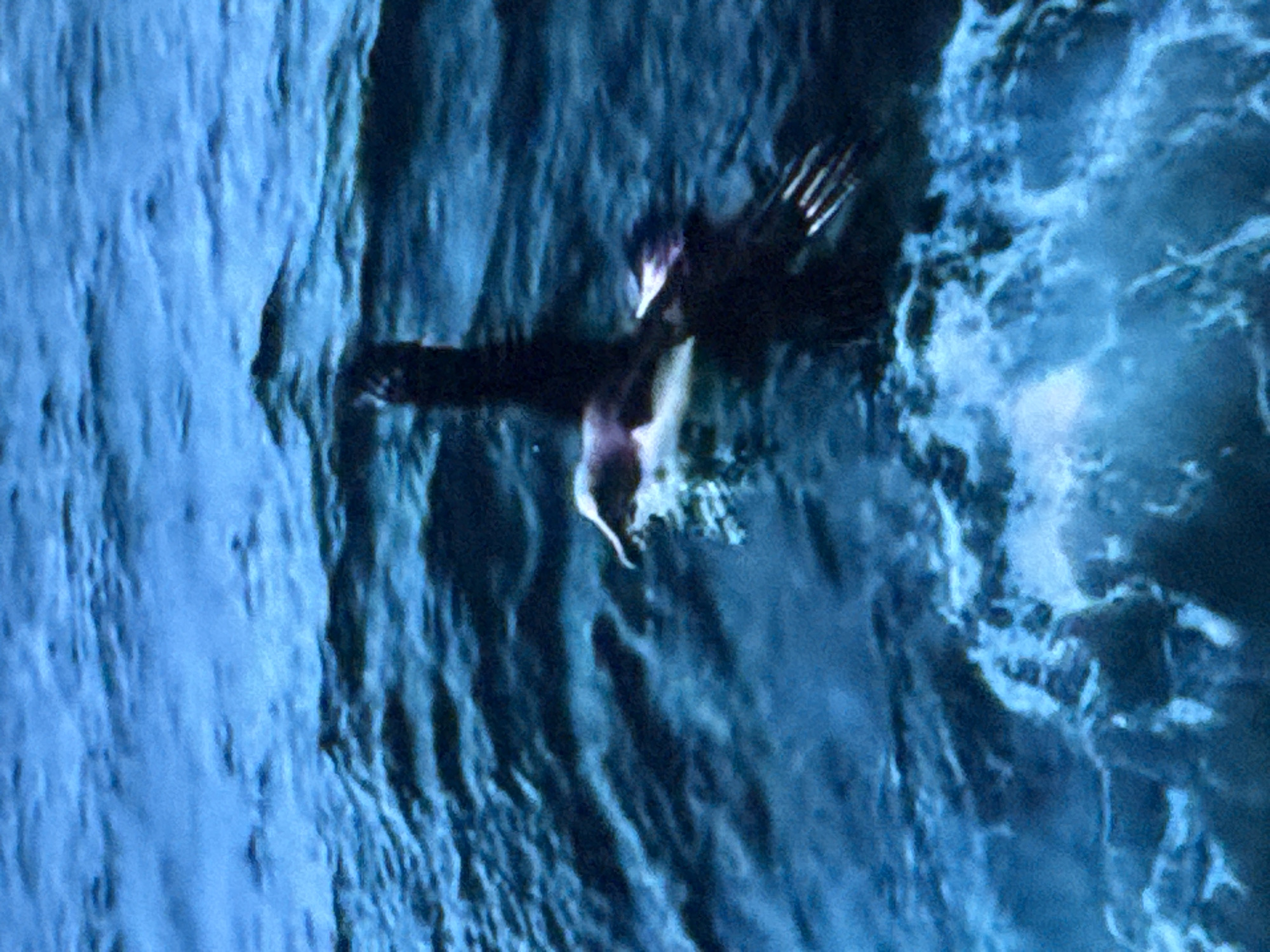 A bird with dark plumage and a white chest is in flight just above the surface of deep blue, choppy water. The bird's wings are extended and appear to be in mid-flap. The water is disturbed, with small waves and white foam visible. The scene is an outdoor natural environment, likely a body of water. There is no indication of the city of Springboro, United States of America in the image.