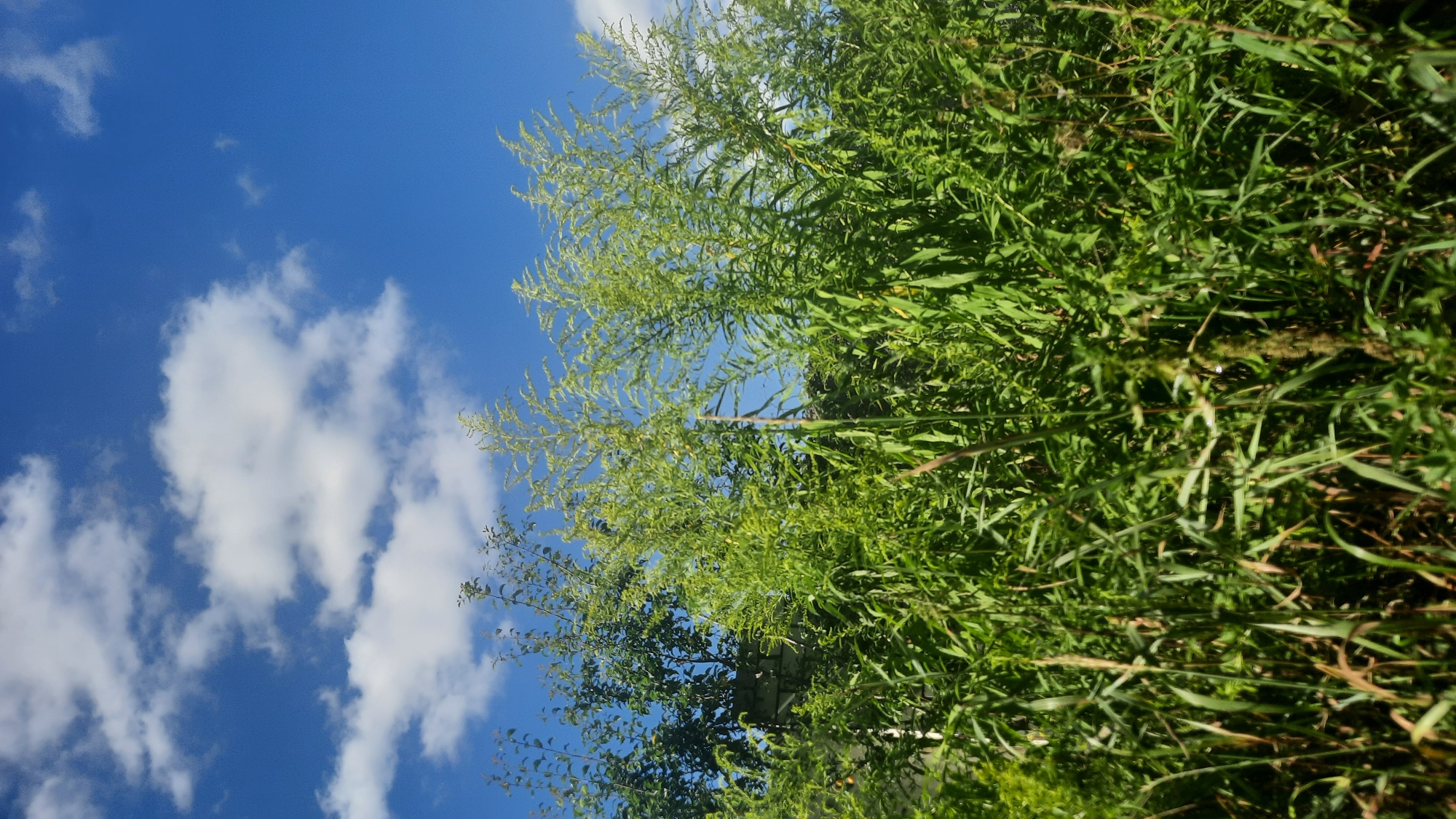 A tall, green, feathery plant dominates the foreground and midground of the image, obscuring much of the background. Behind the tall plant, on the left side of the image, are smaller, leafier green trees. The sky above is a bright, clear blue, with several fluffy white clouds scattered across it. The scene depicts a natural outdoor environment with lush vegetation under a sunny sky. The image appears to be taken in an area with natural growth, possibly a park or a less developed part of a city like Шклоў, Belarus, suggesting a rural or semi-rural setting within the city limits. There are no people or animals visible in the image.