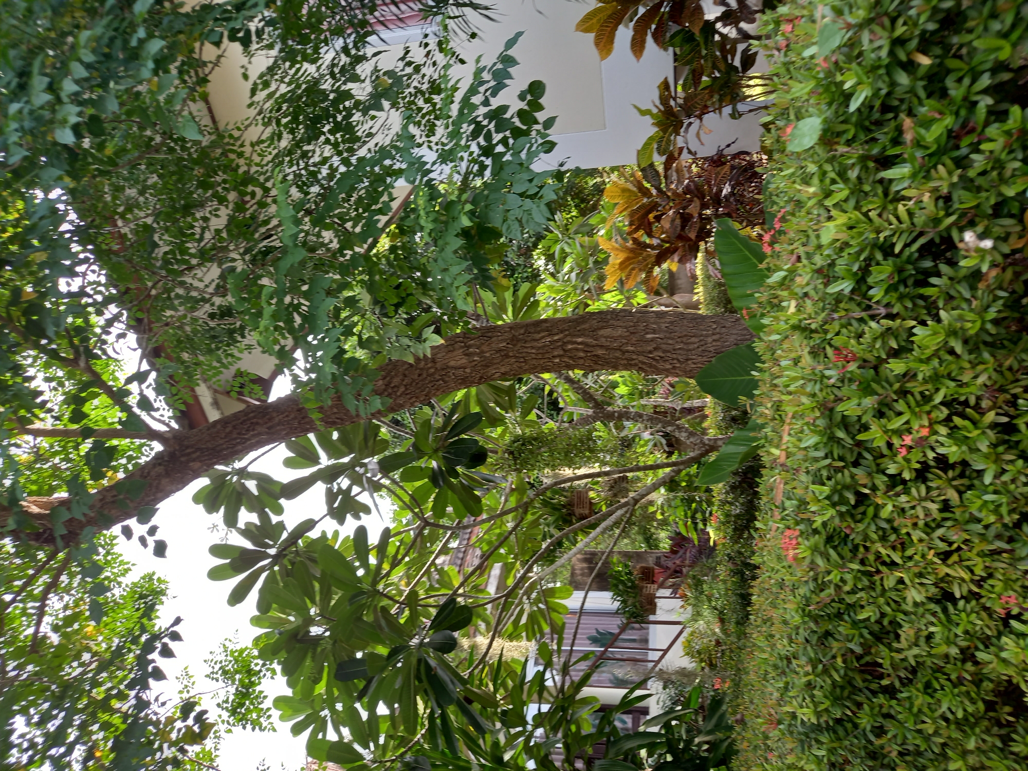 The image depicts an outdoor scene at Baan Mae Nam, Thailand, characterized by lush vegetation and a building. A prominent tree with a textured brown trunk stands centrally, its branches laden with dense green leaves. To the left, a cluster of large, paddle-shaped leaves is visible, also part of a tree or large shrub. In the foreground, a neatly trimmed hedge of dark green foliage, dotted with small red flowers, spans the width of the frame. Behind the hedge, various tropical plants with broad, colorful leaves, exhibiting shades of red and yellow, are interspersed with smaller green plants. A portion of a light-colored building, possibly a house or resort, with a visible window and roofline, forms the backdrop on the right side of the image. Hanging baskets containing greenery are suspended from tree branches, further adding to the abundant plant life. The scene is bathed in natural light, suggesting an outdoor environment, likely a garden or residential area in a tropical setting. No people or animals are present in the image.