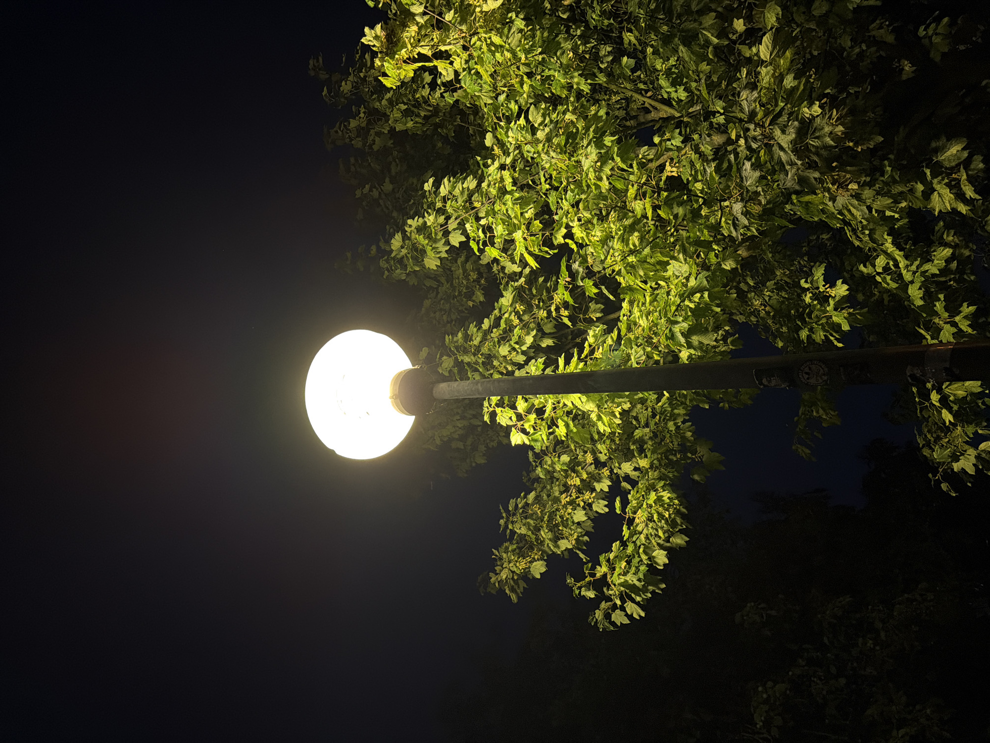 The image shows a streetlamp at night, illuminating a tree with vibrant green leaves. The sky is dark, suggesting it is late evening or early morning. The streetlamp has a round, glowing light fixture attached to a dark pole. The tree's foliage is dense and occupies a significant portion of the frame, with the light from the lamp casting a warm glow on the leaves. The overall impression is one of a serene, natural setting within an urban environment. No people or specific landmarks of Szczecin, Poland, are visible in the image.