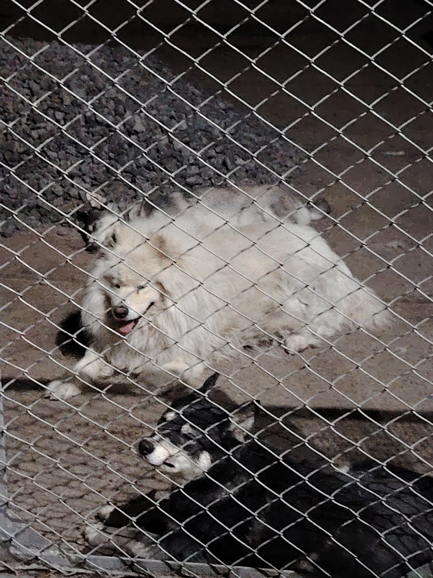 Two dogs are visible behind a chain-link fence. In the foreground, a black and white dog with a black muzzle and white markings around its eyes and nose is lying down and looking to the right. Behind it, a large white dog with fluffy fur is also lying down, facing the viewer with its tongue slightly out. The ground appears to be dirt and gravel. The scene is outdoors, likely in an enclosure or yard, in the city of Astana, Kazakhstan.