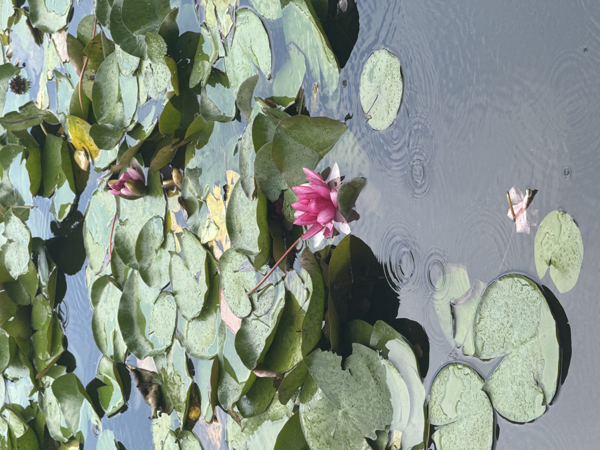 The image shows a close-up view of a pond filled with lily pads and a single pink water lily in bloom. The water is dark and reflects the overcast sky. There are ripples on the surface of the water, suggesting that it might be raining or that something has disturbed the water. The lily pads are a deep green and appear to be wet, with some water droplets visible on their surfaces. The pink water lily is the focal point of the image, with its petals unfurled and a hint of white at the base of the petals. In the background, more lily pads are visible, some of them appearing to be partially submerged. There are also a few pink buds on some of the lily pads. The overall scene conveys a sense of tranquility and natural beauty. The location is not specified in the image itself, so it cannot be determined to be in Sirius, Russia.