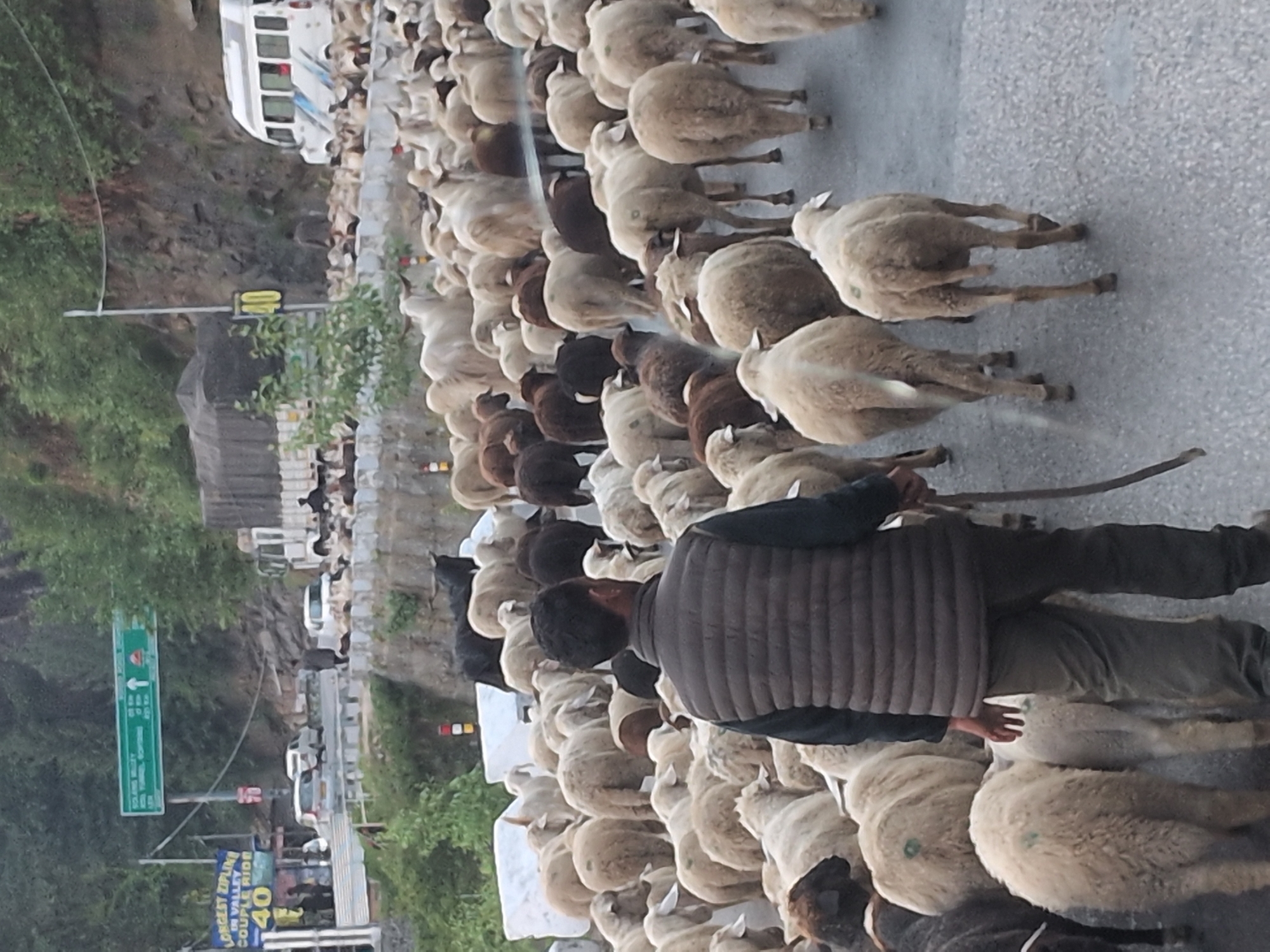 In the mountainous terrain of Kulang, India, a large flock of sheep is being herded down a paved road. The flock comprises numerous sheep of varying colors, predominantly white and brown, with a few black sheep present. A man, wearing a dark puffer vest over a dark long-sleeved shirt and dark pants, is walking among the sheep, seemingly guiding them. He is holding a long stick or staff in his right hand.
The background features a steep, rocky hillside covered with dense green vegetation, indicative of a natural, undeveloped environment. Several vehicles are visible on the road: a white van with blue stripes, a white car, and a large truck with a dark tarp covering its cargo. A road sign with directional arrows and place names, including "SOLANG VALLEY" and "ATAL TUNNEL," is mounted on a pole. Another yellow sign displays the number "40." The lighting suggests it is daytime, possibly overcast or early morning/late afternoon, as there are no strong shadows. The road surface is asphalt, with some gravel and debris scattered. The overall scene depicts a rural or semi-rural setting where livestock movement intersects with vehicular traffic.