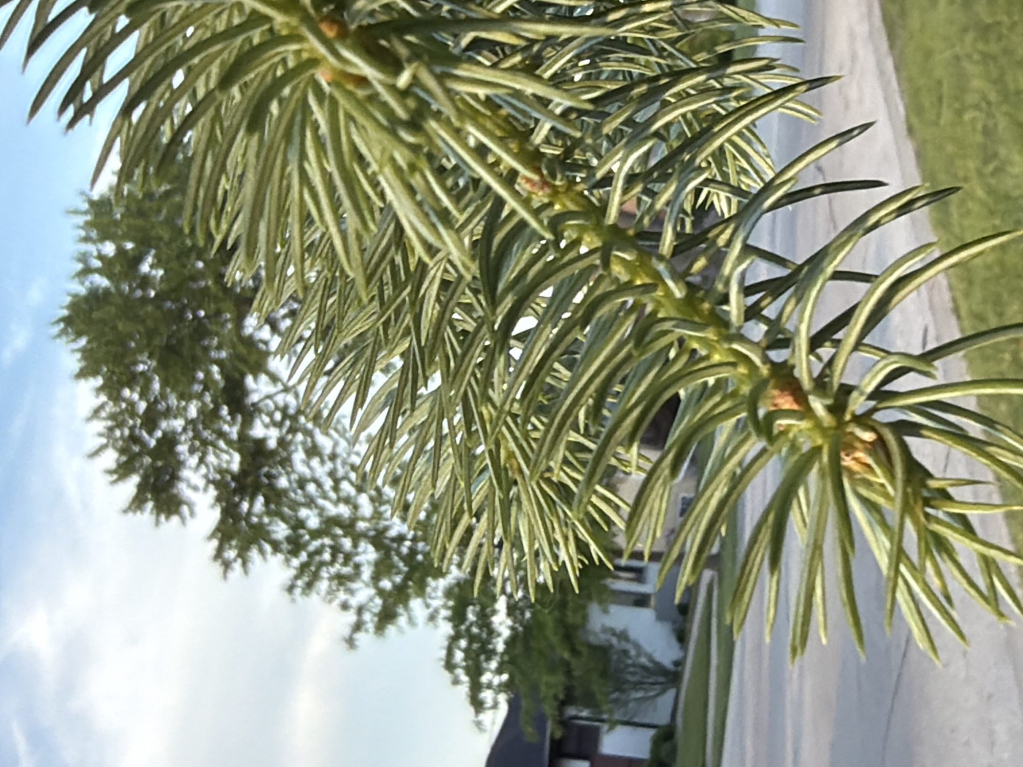 The image depicts a close-up of a pine tree branch with long, green needles. The branch is the primary subject, positioned in the foreground. In the background, partially obscured by the branch and blurred, is another tree, a building, and a street. The sky is visible in the upper left corner, appearing light blue with some clouds. The location is Niles, United States of America. No people are visible. The scene seems to be outdoors during daylight.