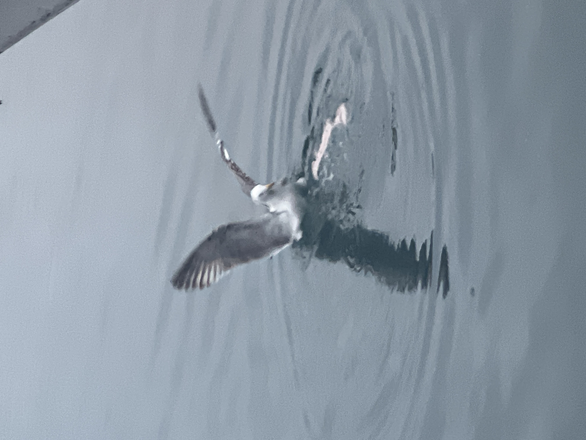 The image shows a bird in water, possibly the Mediterranean Sea, likely near M'Diq, Morocco. The bird is partially submerged, its wings are spread, and ripples emanate from its body. A light-colored object is visible near the bird's head, potentially part of its prey or a reflection. The water is grey.