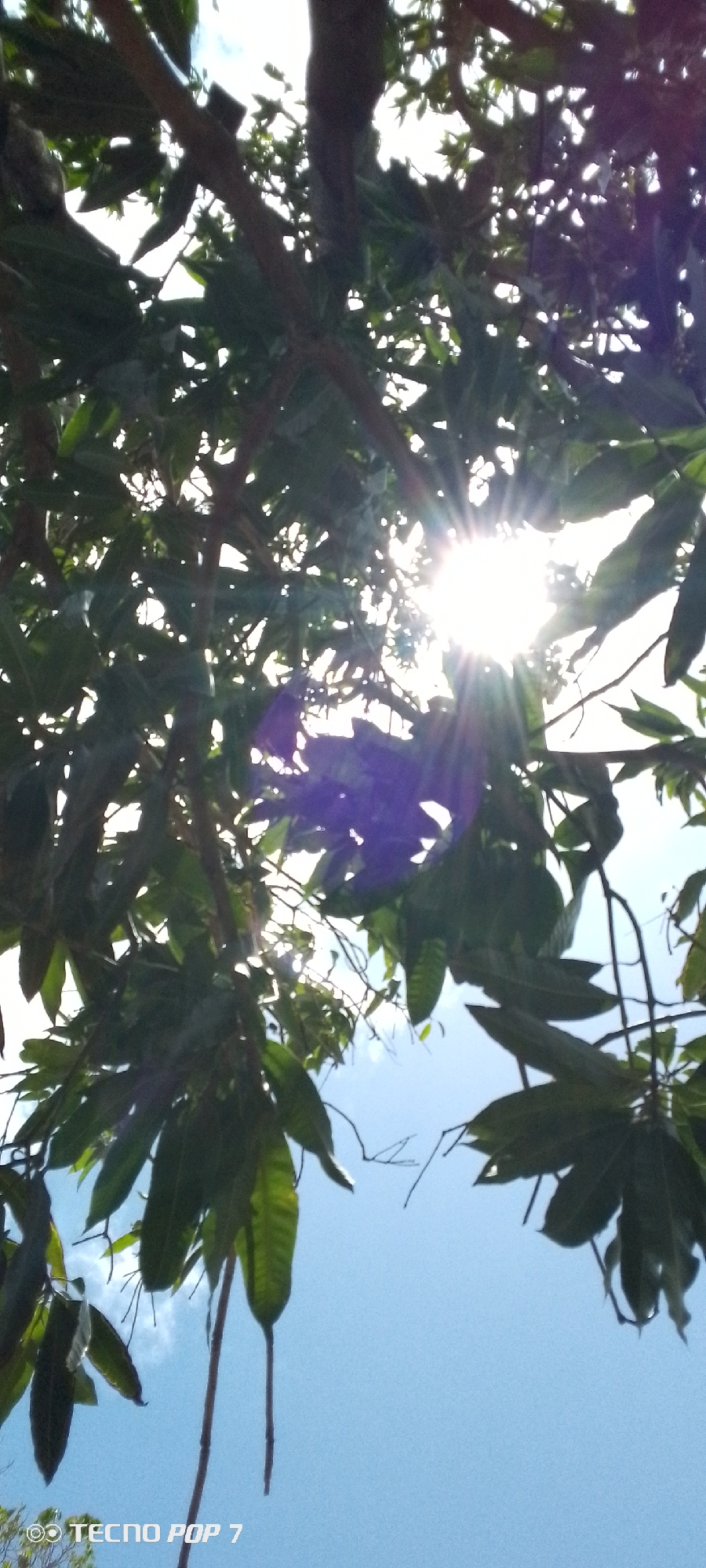 The image shows a view looking up into a tree canopy with the sun shining through the leaves. The leaves are various shades of green. A clear blue sky is visible in the background. The location is Altagracia, Venezuela. A phone brand name is visible in the lower left corner.