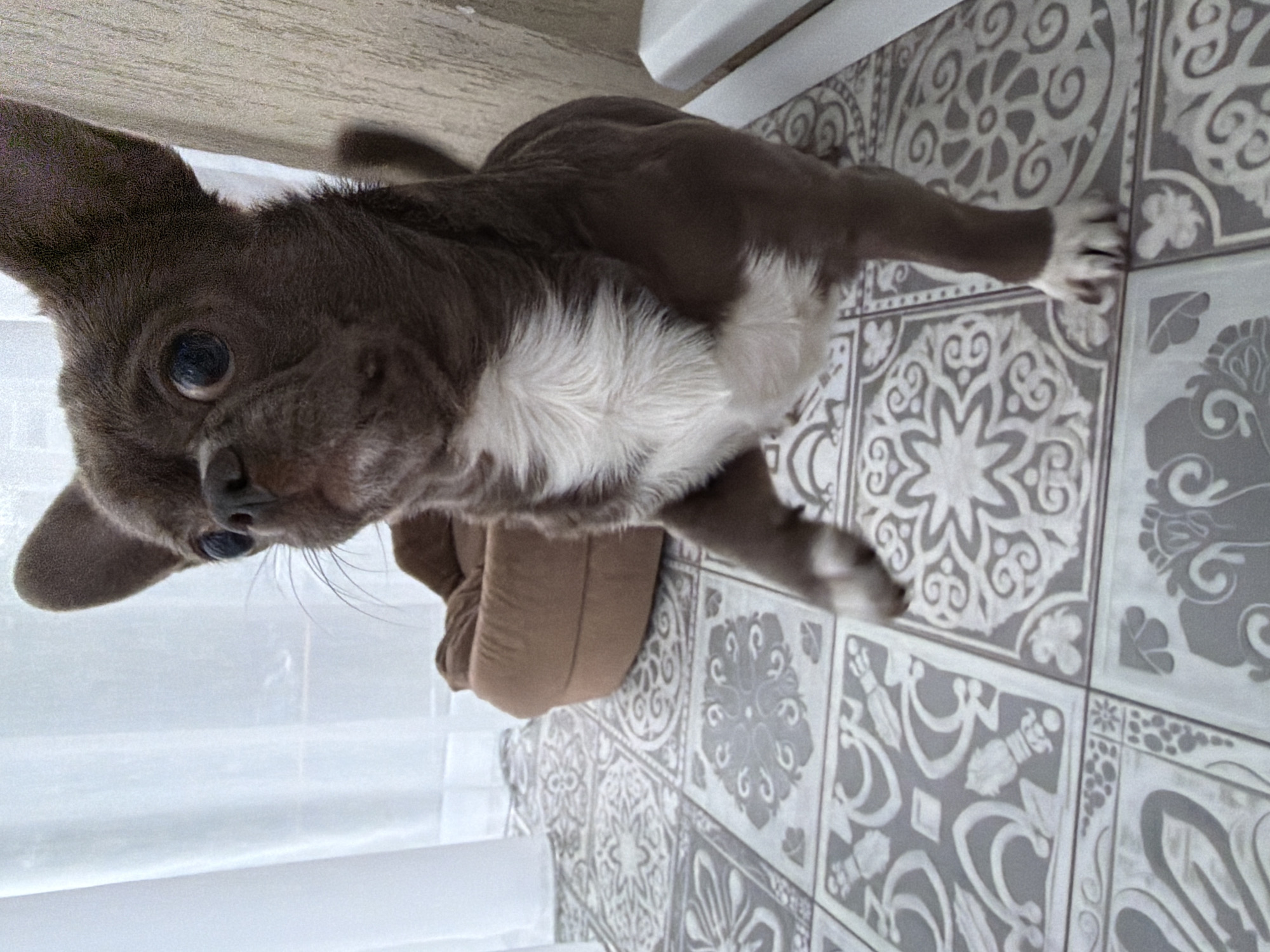 A small, brown and white Chihuahua-mix dog stands on gray and white patterned tile. The dog's front paws are on the tile, while its rear paws are on a tan dog bed. A white curtain is visible in the background. The location is likely indoors, but there is no indication of the city of Votkinsk, Russia.