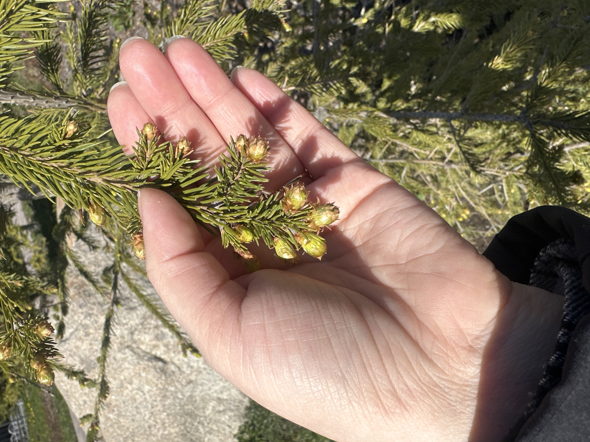 A close-up image shows a person's open left hand holding a small evergreen branch. The branch is characterized by its short, green needles and several small, bulbous buds that appear to be developing. The person's hand is fair-skinned with visible wrinkles and fine lines. The background includes a blurred view of additional evergreen branches and a ground surface, possibly a patio or pavement. A portion of a dark-colored sleeve is visible on the right side of the image. The location is in the city of Unknown, Unknown.