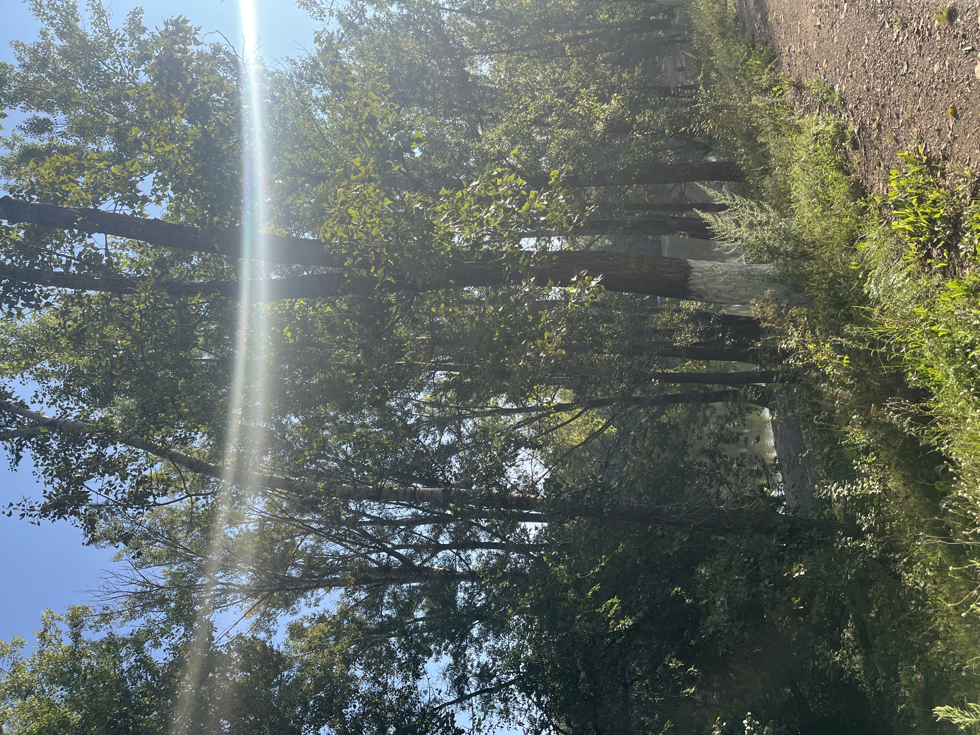 A vertical, full shot captures a sun-dappled pathway adjacent to a dense line of trees and a calm body of water. The path, composed of light brown dirt and small stones, runs diagonally from the lower right corner upwards and to the left. Sunlight streams through the leaves of tall, leafy deciduous trees, creating bright lens flares across the frame. Some of the trees have white paint applied to their lower trunks. The trees form a thick wall on the left side of the image, obscuring a distant, tranquil body of water that reflects the blue sky. The water's edge is lined with more greenery and some reeds. The scene is bathed in the warm light of what appears to be a late morning or early afternoon sun. The overall impression is one of a natural, serene setting within a city park, likely along the Amur River embankment in Blagoveshchensk, Russia, given the characteristic trees and the presence of a waterway. No people are visible in the image.