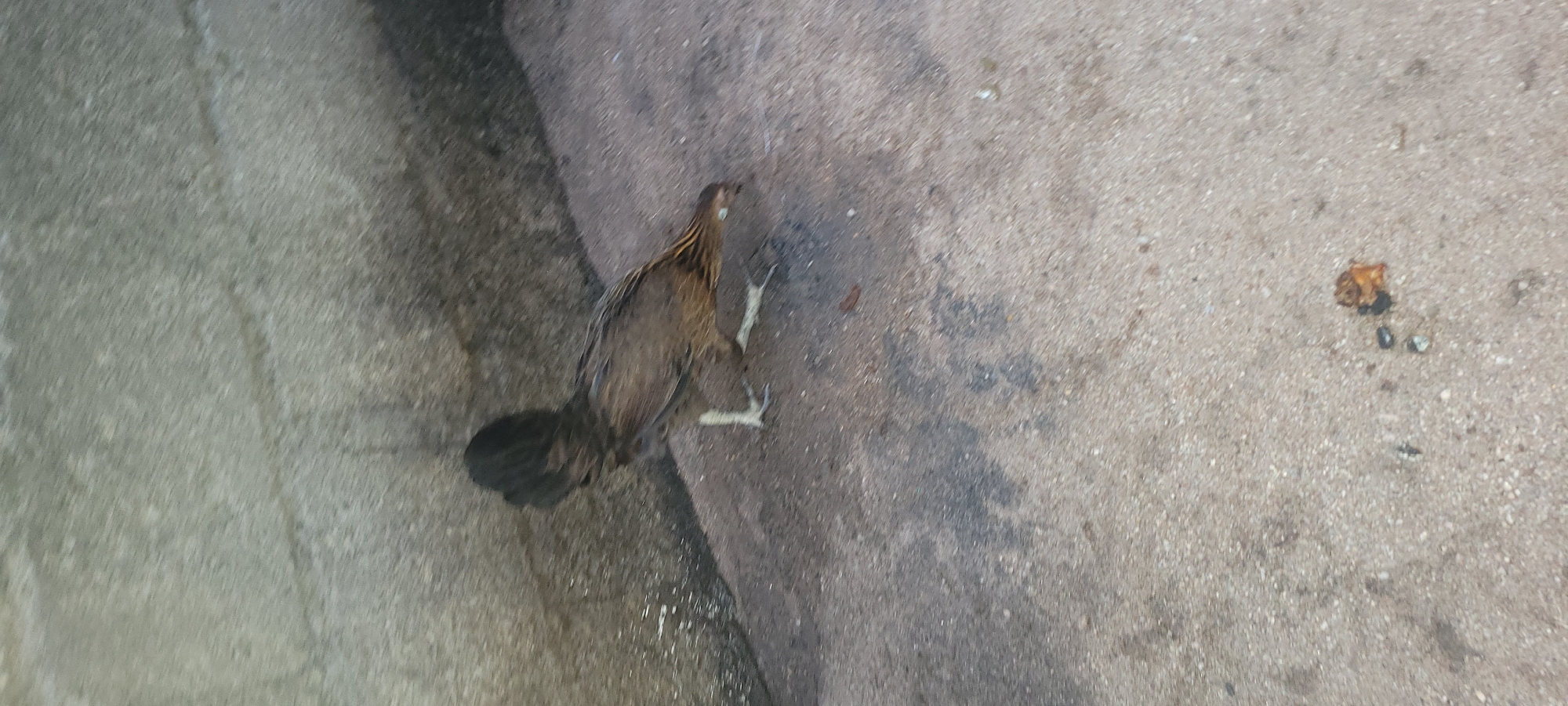 A young chicken with brown and black feathers is standing on a rough, concrete ground in Jalingo, Nigeria. Its tail feathers are dark and prominent, and its legs are white. The chicken appears to be foraging, with its head lowered towards the ground. In the background, there is a textured gray concrete wall, possibly a building exterior or a retaining wall. A small pile of debris, consisting of a brown leaf-like object and a few small stones, is visible on the ground in the lower right portion of the image. The lighting suggests it is daytime.