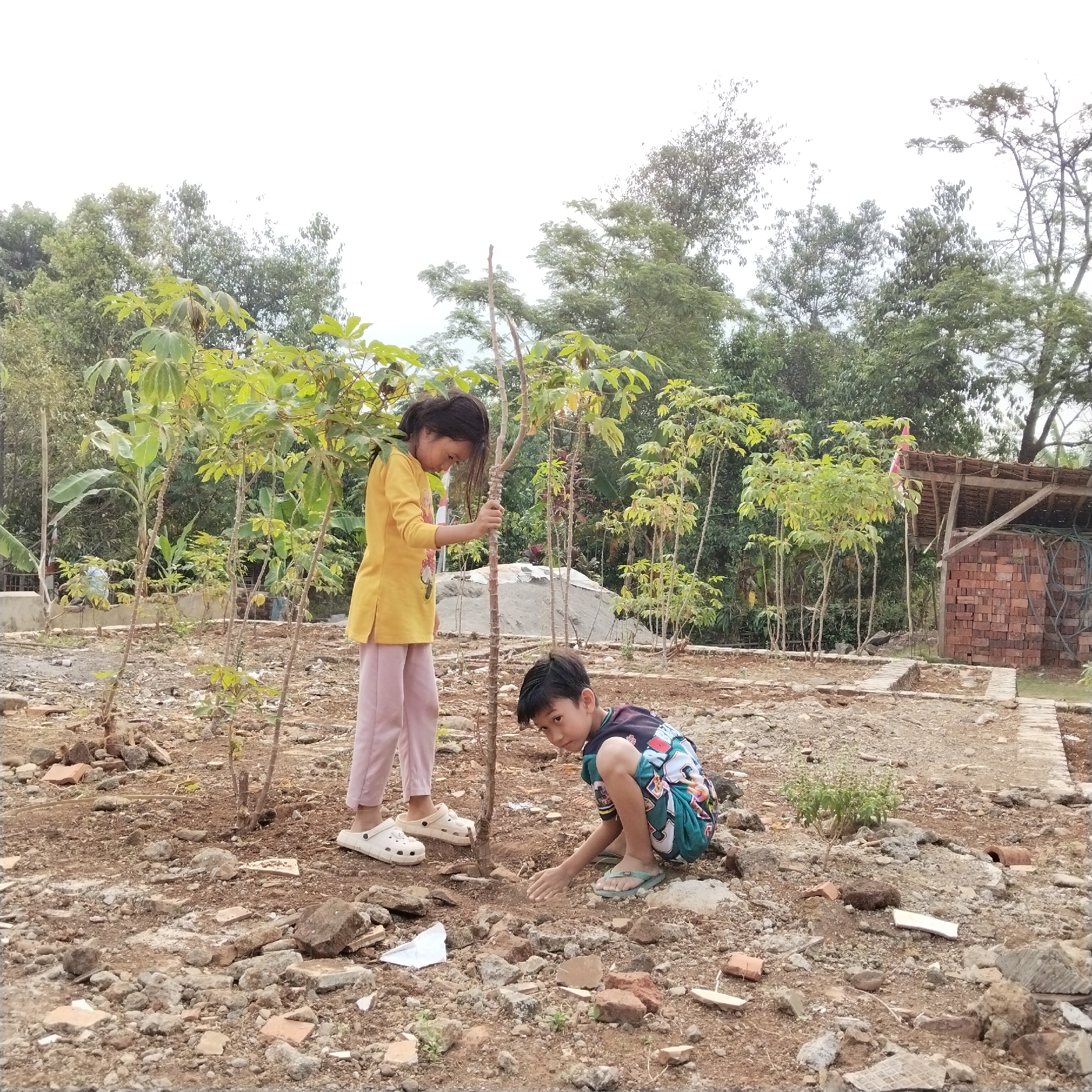 In the city of Pamulihan, Indonesia, two young children are engaged in planting. A girl, wearing a yellow long-sleeved shirt and pink pants, stands next to a small tree, her hand resting on its trunk. Beside her, a boy kneels on the ground, his attention focused on something near the base of the tree. The scene unfolds in a rural outdoor setting with a mix of dirt, rocks, and vegetation. In the background, a simple structure with a thatched roof sits beside a pile of bricks, suggesting ongoing construction or a rural living area. The environment appears somewhat unkempt, with scattered debris on the ground. The sky is overcast, indicating a cloudy day.