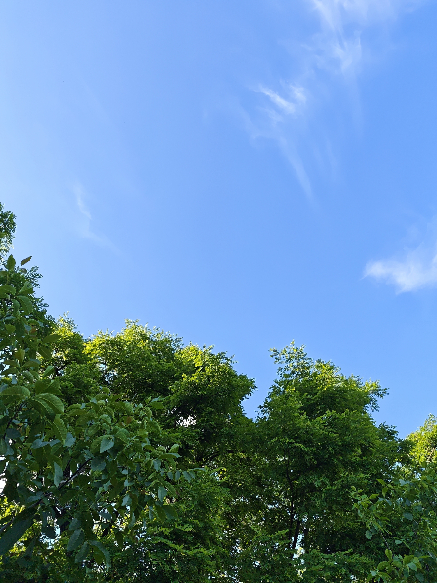 The image shows a view of the sky from below, with the tops of several trees filling the lower portion of the frame. The sky is a clear, bright blue with a few wispy white clouds. The trees are lush and green, with dense foliage. The perspective suggests the photo was taken on a sunny day, likely during the daytime. The image is a natural scene, and there are no people, animals, or man-made structures visible. The location in Parkhomivka, Ukraine, is context for the scene, but the visual elements themselves do not provide specific clues to this location.