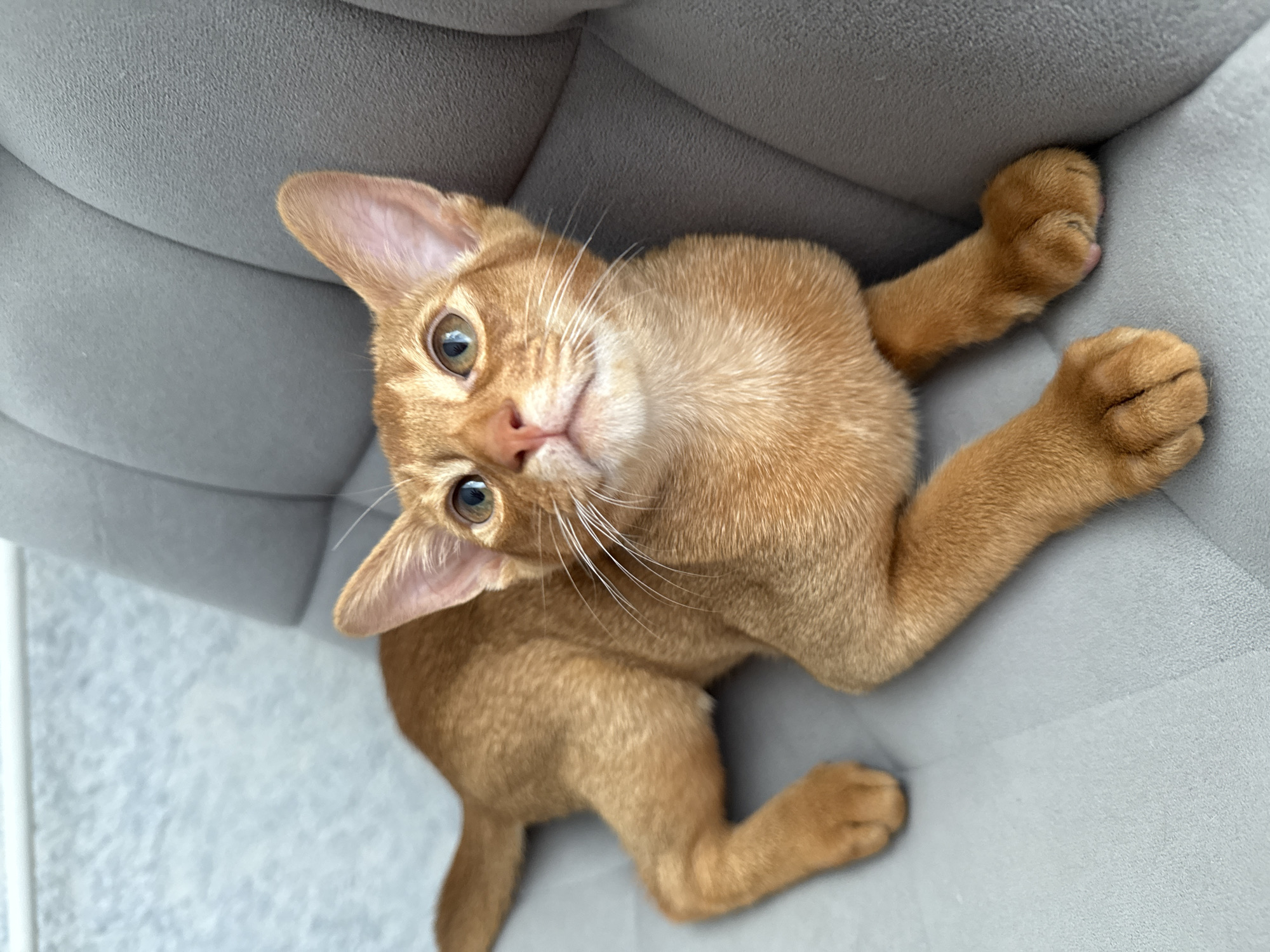 This is a high-angle, eye-level shot of a ginger cat on a gray, textured surface, likely a piece of furniture like a sofa or chair. The cat is lying on its back, with its paws extended upwards, gripping the surface. Its fur is a warm ginger color, and its eyes are a striking green with visible pupils. The cat's head is tilted, and it appears to be looking directly at the camera with a curious or playful expression. Its large, pointed ears are prominent, and its white whiskers fan out from its nose. The background is a soft, out-of-focus gray, suggesting an indoor setting. The lighting appears to be natural, coming from above and slightly to the side, highlighting the cat's features and the texture of its fur. The overall mood is one of relaxed playfulness. There is no visible text in the image. The location context provided is Stary Oskol, Russia, but there are no specific visual cues within the image to confirm this.
