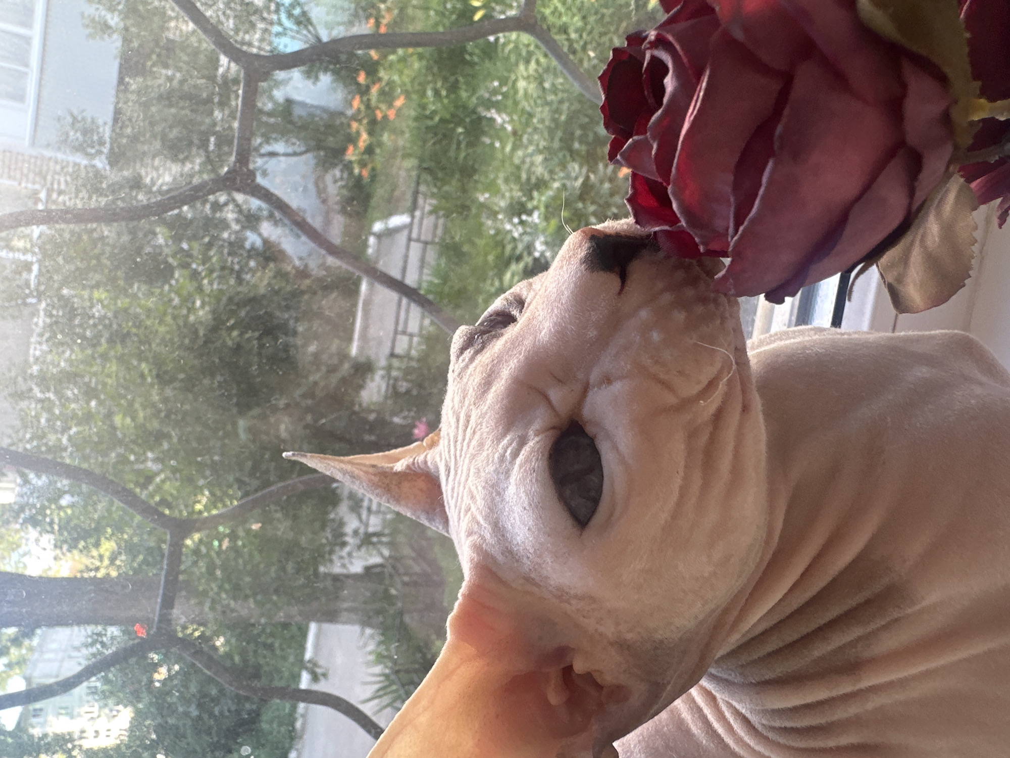 An up-close, eye-level, outdoor portrait shows a hairless Sphynx cat sniffing a deep red rose. The cat's skin is a light peach color, with dark eyes and prominent ears. Its head is tilted down, with its nose close to the rose. The rose is a vibrant, dark red with visible petals. The cat is positioned in the foreground, with a blurred background suggesting a window view. Through the window, a leafy green tree and a building with windows are visible. The scene appears to be set in a residential area, possibly a backyard or balcony, as indicated by the foliage and building in the background. The lighting suggests it is daytime, possibly late afternoon given the warm sunlight. The overall impression is one of peaceful curiosity. The location is Togliatti, Russia.