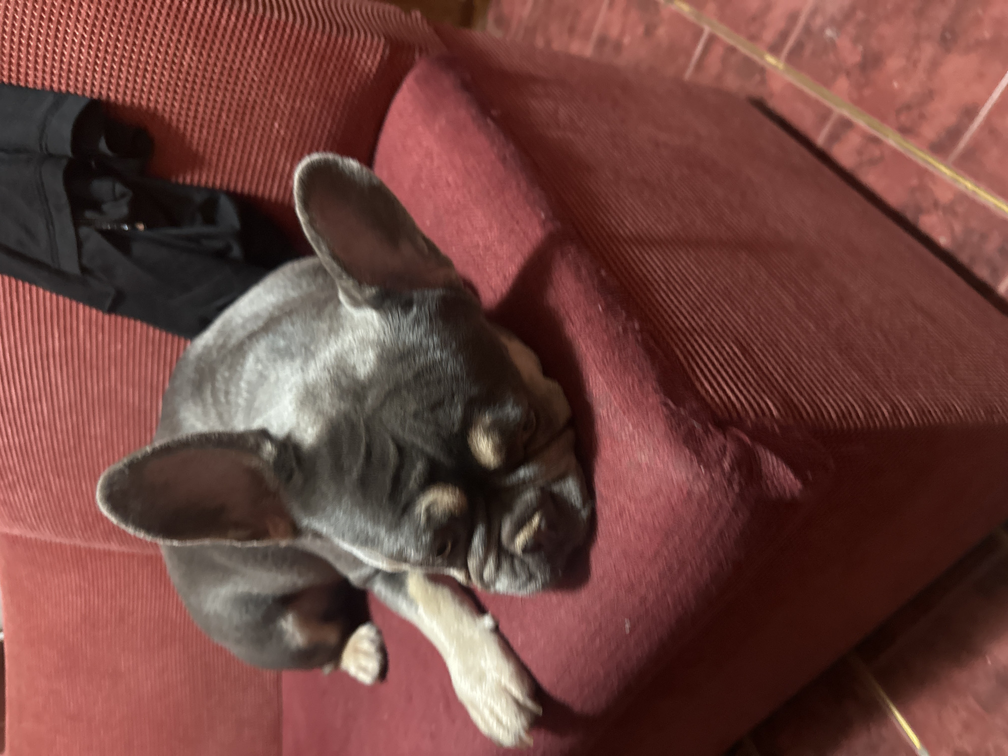 A French bulldog is resting on a red couch. The dog is mostly grey with tan markings around its eyes and muzzle. Its eyes are closed and its head is resting on the couch cushion. A black piece of clothing is draped over the back of the couch behind the dog. The couch is upholstered in a ribbed red fabric. The floor is tiled in a reddish-brown color. The image is taken from a slightly elevated angle, looking down at the dog. The lighting is dim.