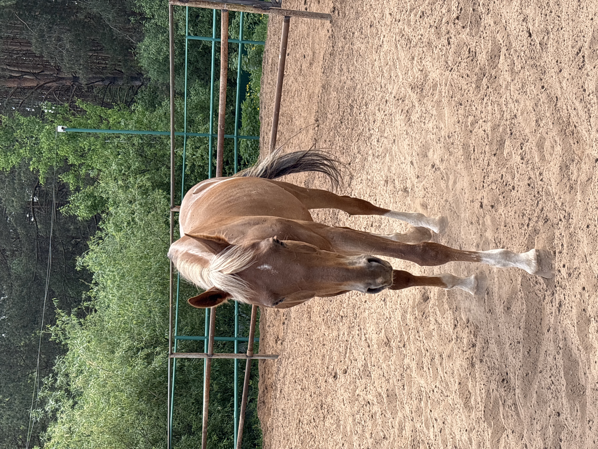 A palomino horse stands in a sandy paddock in Русский Вожой, Russia. The horse has a white mane and four white socks. It is facing the camera and appears to be slightly in motion, with dust rising from its hooves. A green metal fence surrounds the paddock. Beyond the fence is dense green foliage, suggesting a wooded area.