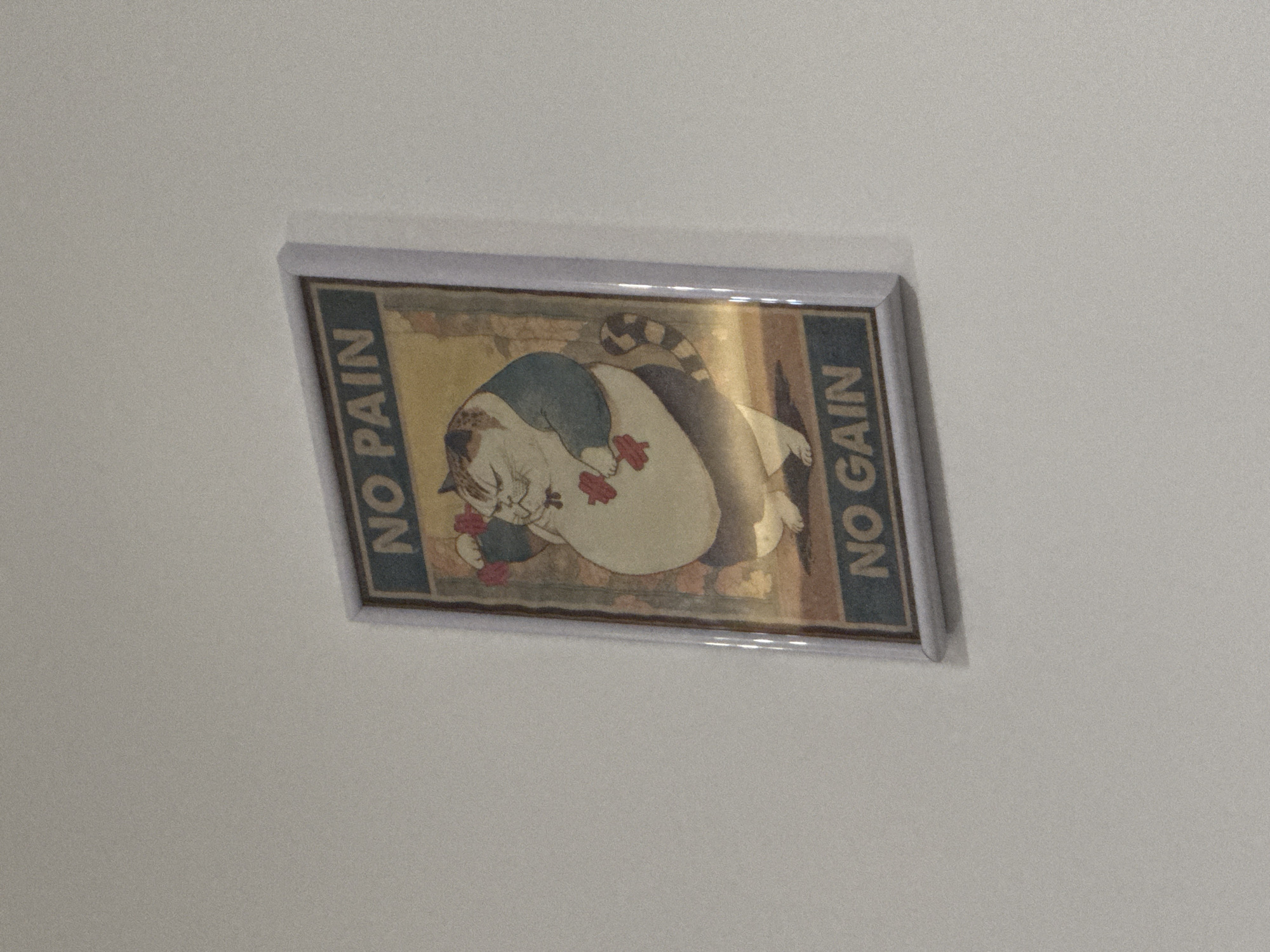 A framed print is mounted on a white wall. The print depicts a chubby cat lying down, wearing a blue hat and holding red weights. The words "NO PAIN" are printed on the left side of the frame, and "NO GAIN" is printed on the right. The location is unknown.