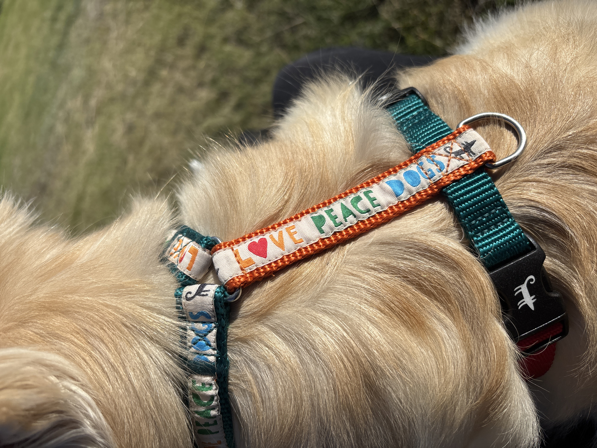 The image shows a close-up of a dog's fur, wearing a teal harness with a decorative strap. The decorative strap has the words "LOVE PEACE DOGS" embroidered on it in colorful letters and symbols. A metal D-ring is attached to the harness. The dog appears to be outdoors, with a blurred background of green grass and a hint of blue sky. The scene is devoid of any specific landmarks or details that would indicate its location within Berezovka, Russia.
