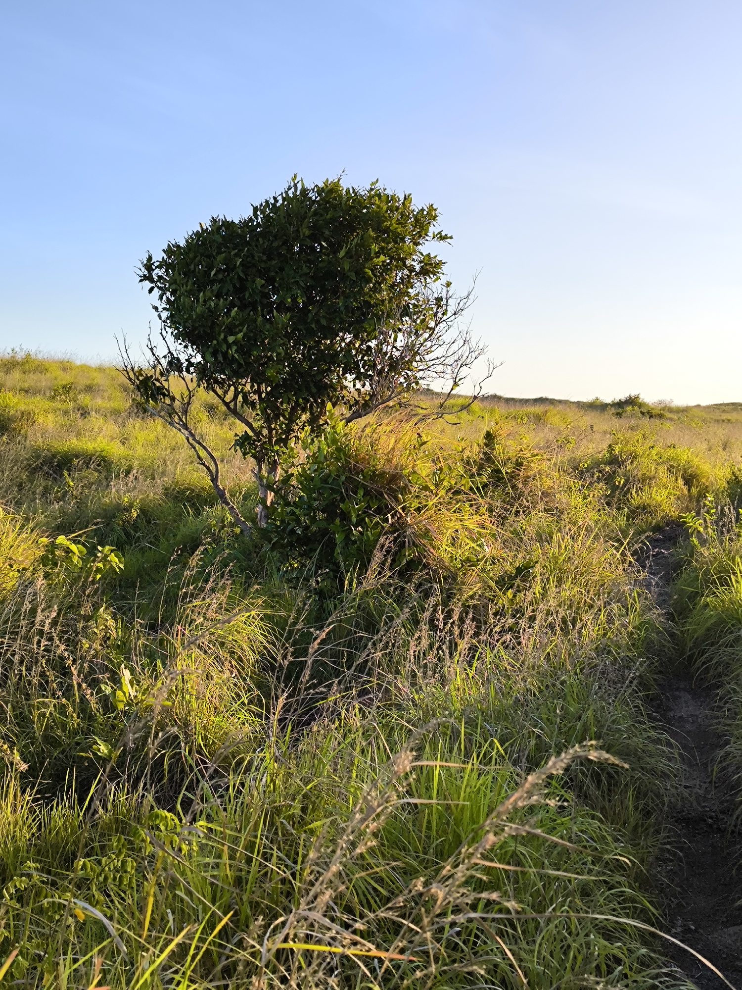 The image captures a landscape on Nusa Penida, Indonesia. A solitary tree with a dense, rounded canopy stands prominently in a grassy field. The grasses are a mix of green and yellow, suggesting a dry season or the presence of sunlight hitting the grass. A narrow, dirt path meanders through the field. The sky is clear and blue.