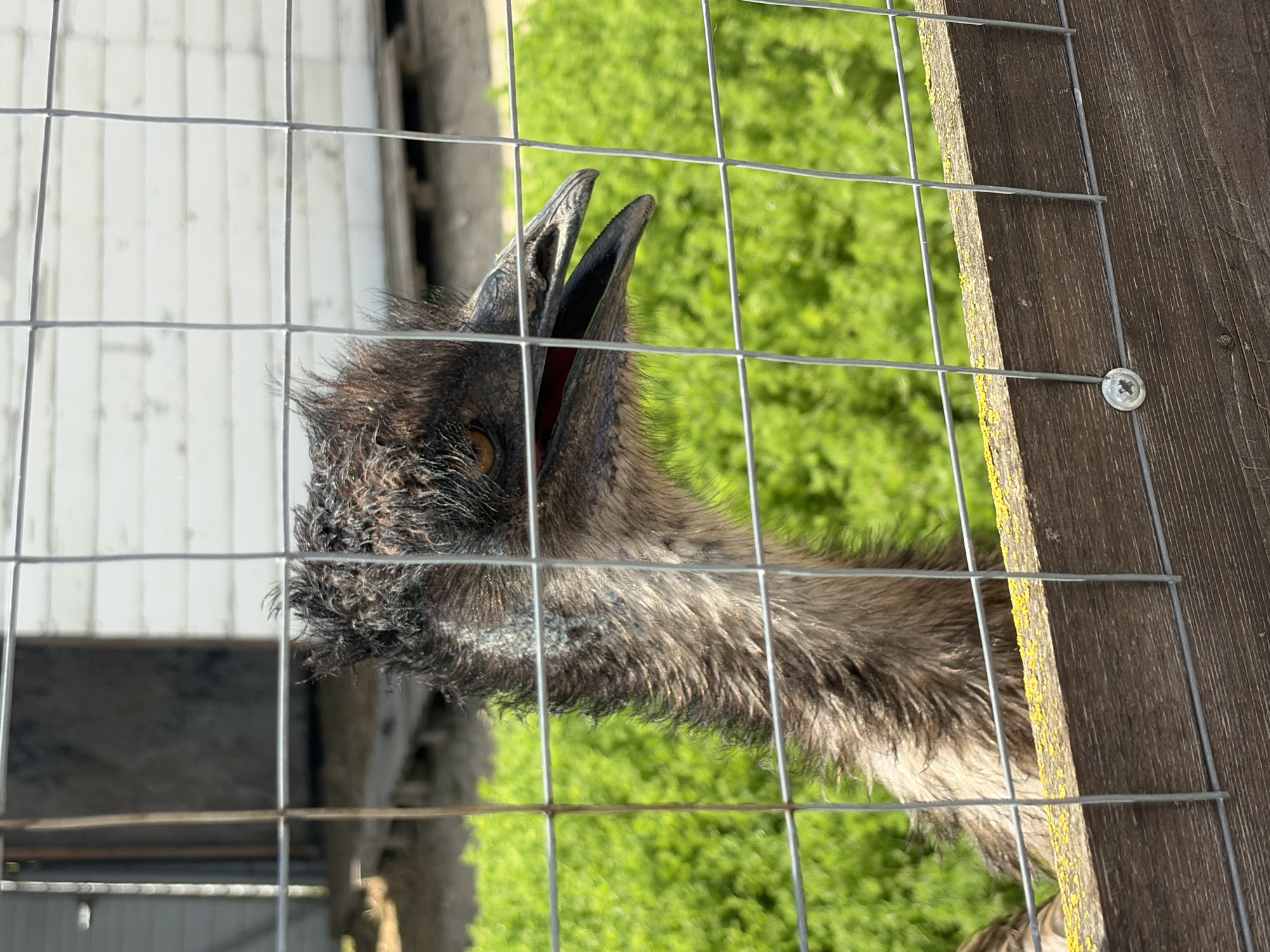 An emu's head and neck are prominently featured in a close-up shot, looking through a wire fence. The image is taken at an angle, with the emu's head tilted upwards and its beak slightly open, revealing a reddish interior. Its dark, shaggy feathers are visible around its head and neck, with some lighter greyish-white patches on its throat. One of its dark eyes, with an amber-brown iris, is visible.
The emu is positioned behind a metal wire fence, which forms a square grid pattern and occupies the foreground, creating a barrier between the viewer and the animal. To the right of the emu's head, the fence is attached to a weathered dark wooden post with a silver screw. This wooden post has patches of yellow lichen or moss.
The background consists of vibrant green grass, indicating an outdoor setting, likely a field or enclosure. Further in the background, behind the grass, there is a light-colored building, possibly a shed or barn, with vertical siding. The scene is brightly lit by natural sunlight, suggesting clear weather during daytime. No specific activity beyond the emu looking out is discernible. There is no visible text in the image. The location context provided is Gay-Kodzor, Russia, suggesting this scene takes place in that region.