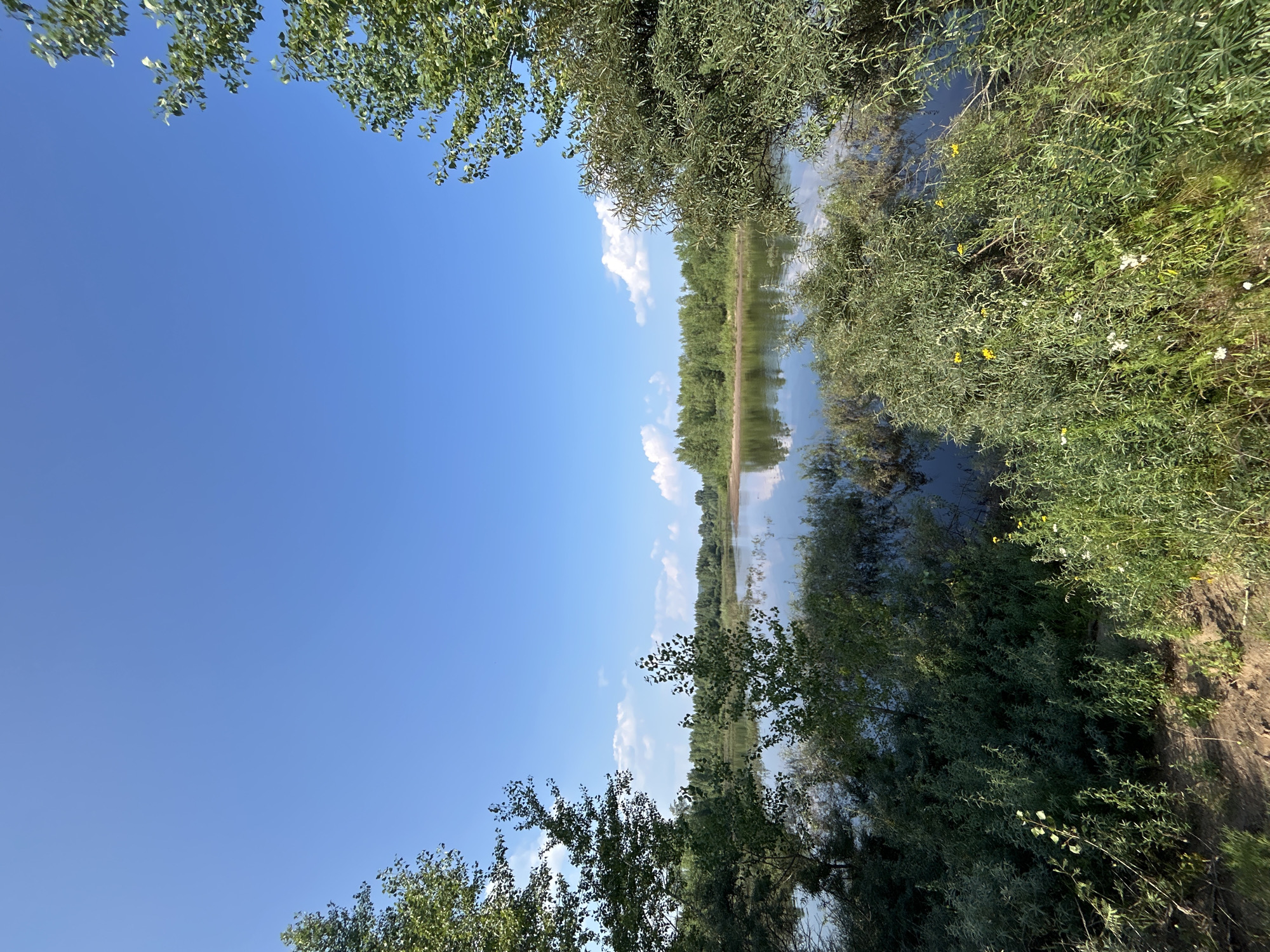 The image depicts a serene natural landscape under a clear blue sky with scattered white clouds. The scene is dominated by a tranquil body of water, likely a river or a lake, reflecting the sky and the surrounding lush greenery. Dense foliage and trees line the banks of the water body, with some trees extending into the foreground, framing the view. The vegetation appears vibrant and healthy, suggesting a warm season. The ground in the foreground consists of dry soil with patches of grass and some small yellow and white wildflowers. The overall impression is one of a peaceful, unpopulated natural environment, consistent with the riverbanks of the Kama River in the city of Chaikovsky, Russia. There are no people or man-made structures visible in the image.