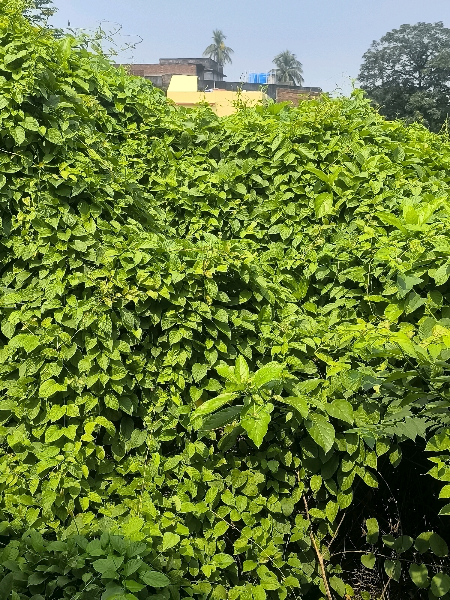 The image depicts an overgrown area with lush green foliage in Kulti, India. A dense mass of vibrant green leaves, vines, and stems dominates the foreground and midground, creating a thick wall of vegetation. Interspersed within the greenery, hints of buildings can be seen in the background. These structures appear to be residential or commercial, with a yellow-painted section visible, alongside a brick-colored building. Several palm trees are also present, their fronds swaying against a clear blue sky. The overall scene suggests a natural landscape encroaching upon an urban environment, with a sense of wildness and abundance of plant life.