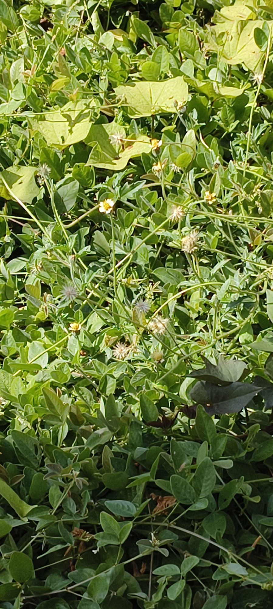 A close-up, top-down view of a dense, green ground cover plant, likely in a garden or park setting. The foliage is a mix of light and dark green leaves, with some yellowing leaves and dried seed heads interspersed throughout. Several small white and yellow flowers are visible, along with some delicate, wispy seed structures. The plant appears to be a vining type, with thin stems weaving through the leaves. No people or man-made objects are visible in the frame. The overall impression is one of lush, natural growth. The image could have been taken in Waisai, Indonesia, a city known for its tropical climate and abundant plant life.
