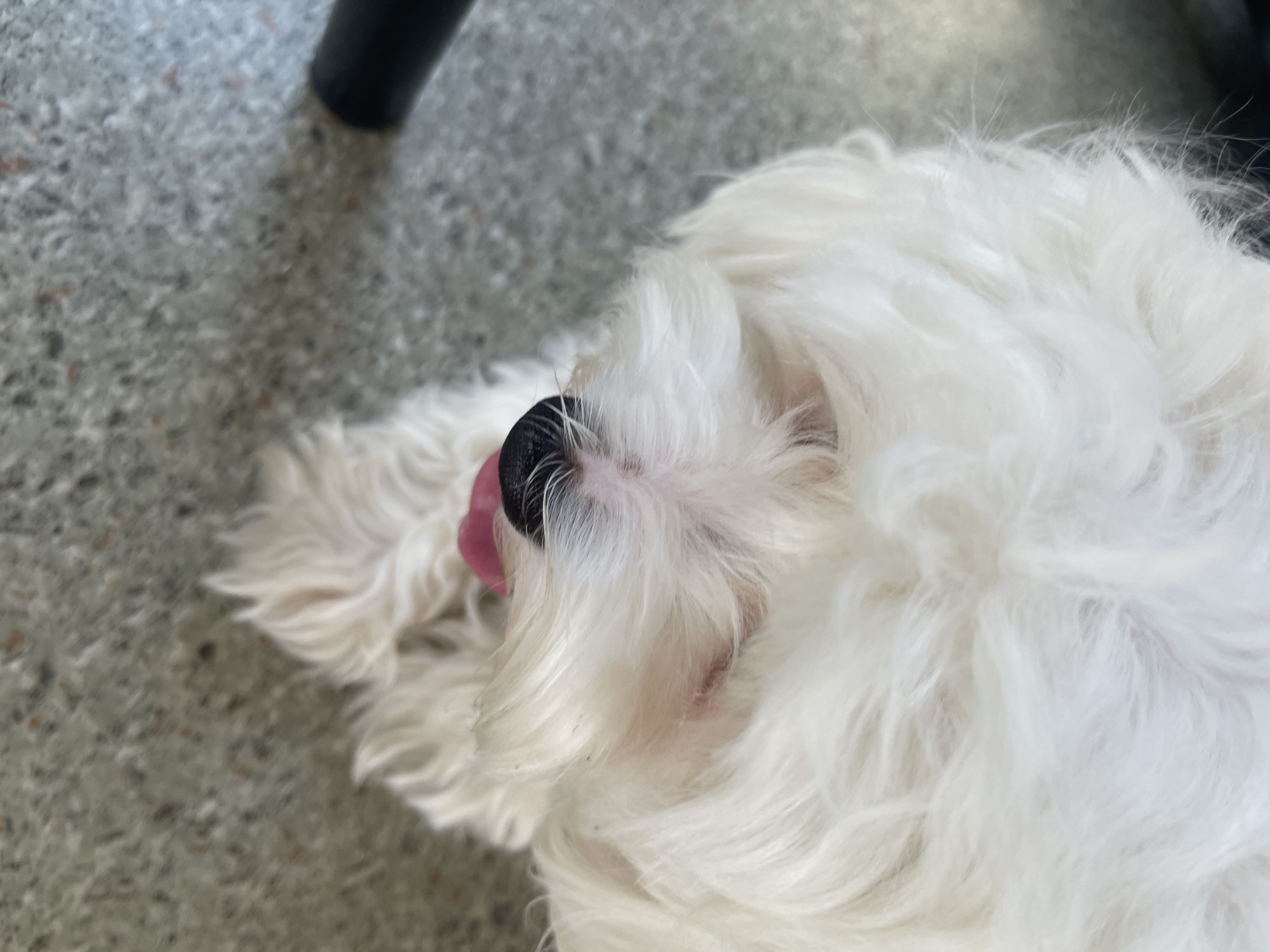 A close-up, overhead shot shows the face of a small white dog, possibly a Maltese, with its head tilted downwards. The dog's black nose is prominent, and its pink tongue is visible as it hangs slightly out of its mouth. The dog is covered in fluffy white fur, which is slightly disheveled. The background is a textured, grey concrete surface, with some small darker specks and reddish-brown flecks. To the left of the frame, a dark, cylindrical object, possibly a table leg or part of a chair, is partially visible. The lighting suggests an outdoor setting, likely during the day. The scene appears to be in Podgorica, Montenegro, based on the context provided.