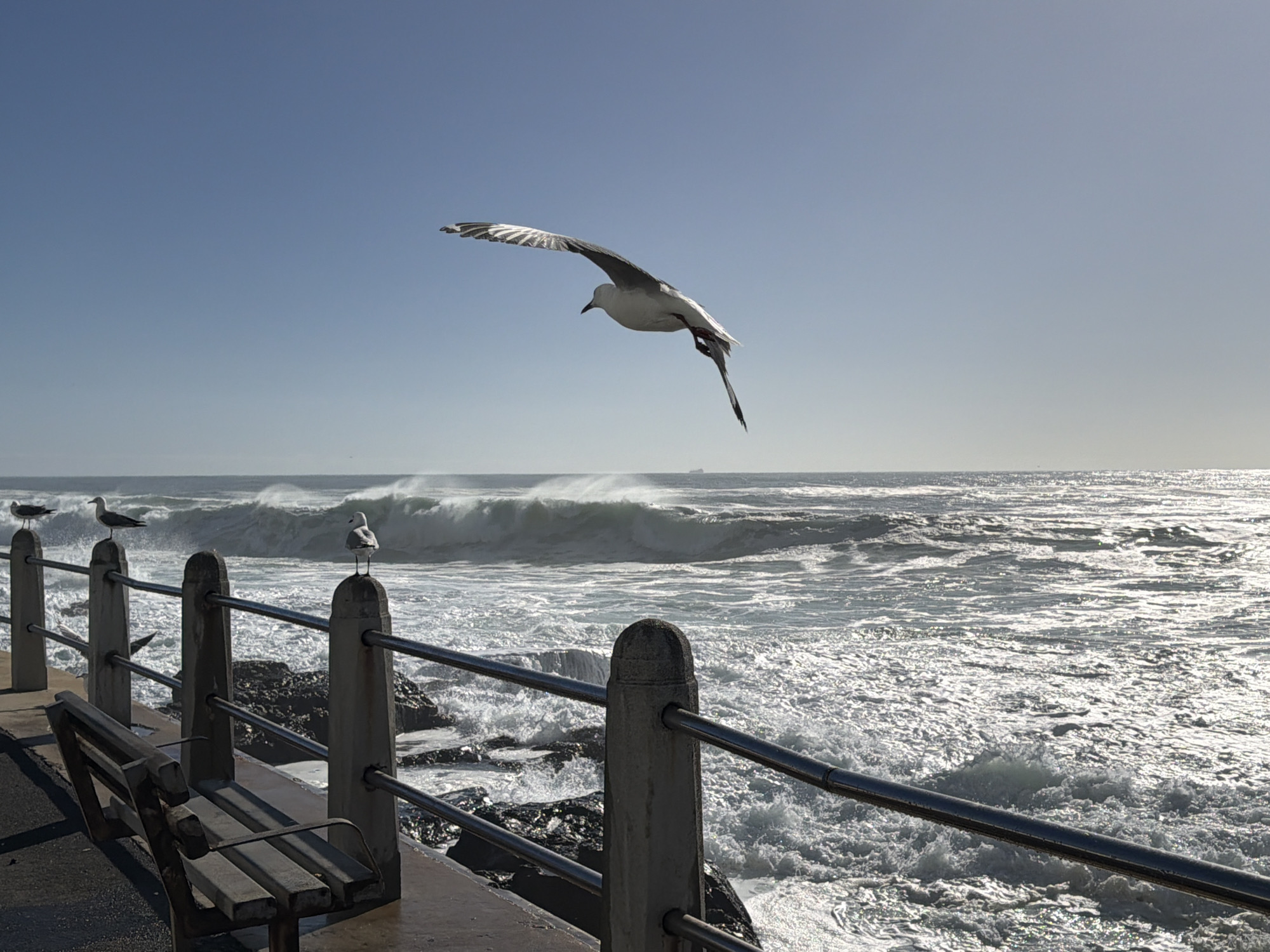 This media file captures a vibrant coastal scene in Cape Town, South Africa, dominated by a large seagull in mid-flight against a clear, light blue sky. The bird's wings are outstretched, showcasing its white and dark grey plumage, as it soars over a powerful ocean.
In the foreground, a dark wooden or metal bench sits on a wet concrete promenade, alongside a robust railing system composed of concrete posts and metal bars. Several other seagulls are perched calmly on these posts, observing the tumultuous water.
The ocean in the background features large, frothy waves crashing and rolling, their white caps contrasting with the darker water. The surface of the sea sparkles intensely under bright sunlight, indicating a clear day. A faint, distant ship or structure can be discerned on the horizon in the upper right. The strong waves suggest a dynamic sea state, possibly due to wind, while the clear sky signifies fair weather. The scene conveys a sense of nature's power and beauty along the coastline. No visible text is present in the image.