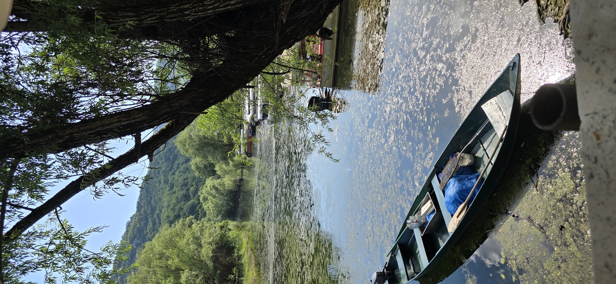 The image shows a serene riverside scene in Rijeka Crnojevića, Montenegro, under a clear blue sky. A narrow, dark green rowboat is moored on the left side of the frame, partially submerged in water choked with aquatic vegetation. The boat contains a blue tarp, a wooden oar, a net, and some containers. In the background, several other boats are docked along a wooden platform on the right bank, many with outboard motors. Lush green trees and hills form the backdrop, with the water reflecting the sunlight and the surrounding foliage. A large tree trunk with branches and leaves partially obscures the view on the right side of the image.