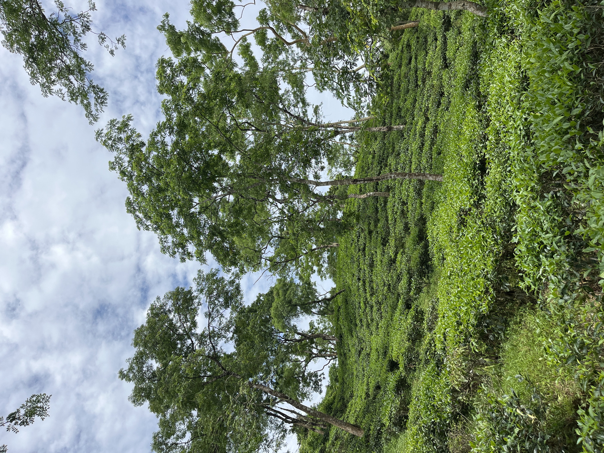 This is a vertical, medium-shot, eye-level, natural light photograph taken at a tea estate in Sylhet, Bangladesh. The image showcases rolling hills covered in meticulously maintained tea bushes, which form neat, verdant rows ascending the slopes. The tea bushes are a vibrant green, with lighter green new growth visible in patches. Scattered throughout the tea fields are tall, slender trees with full canopies of green leaves, their trunks appearing greyish-brown and their branches reaching towards the sky.
The foreground is dominated by more tea bushes, with some taller, wilder vegetation to the left. The midground and background are filled with the undulating landscape of the tea estate, interspersed with the trees. Above the hills and trees, a bright sky is visible, filled with scattered, wispy white clouds against a light blue background. The overall impression is one of natural beauty and agricultural cultivation. No people or animals are visible in the frame.