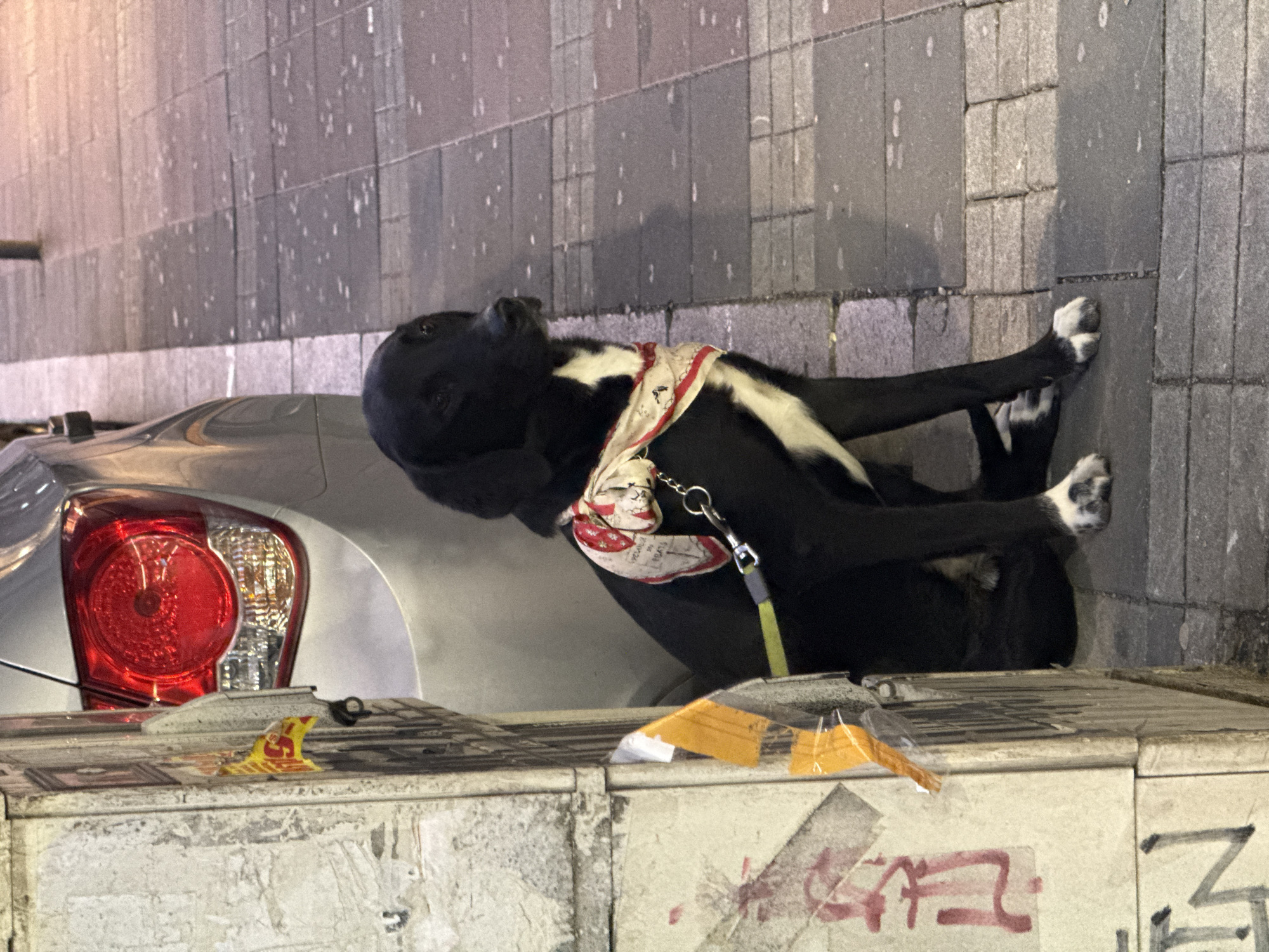 A black and white dog wearing a red and white patterned bandana lies on its side on a concrete structure next to a silver car with its taillight visible. The dog's paws are visible against a gray tiled wall. The concrete structure has markings, including graffiti in red. The location is identified as the city of Belgrade, Serbia.