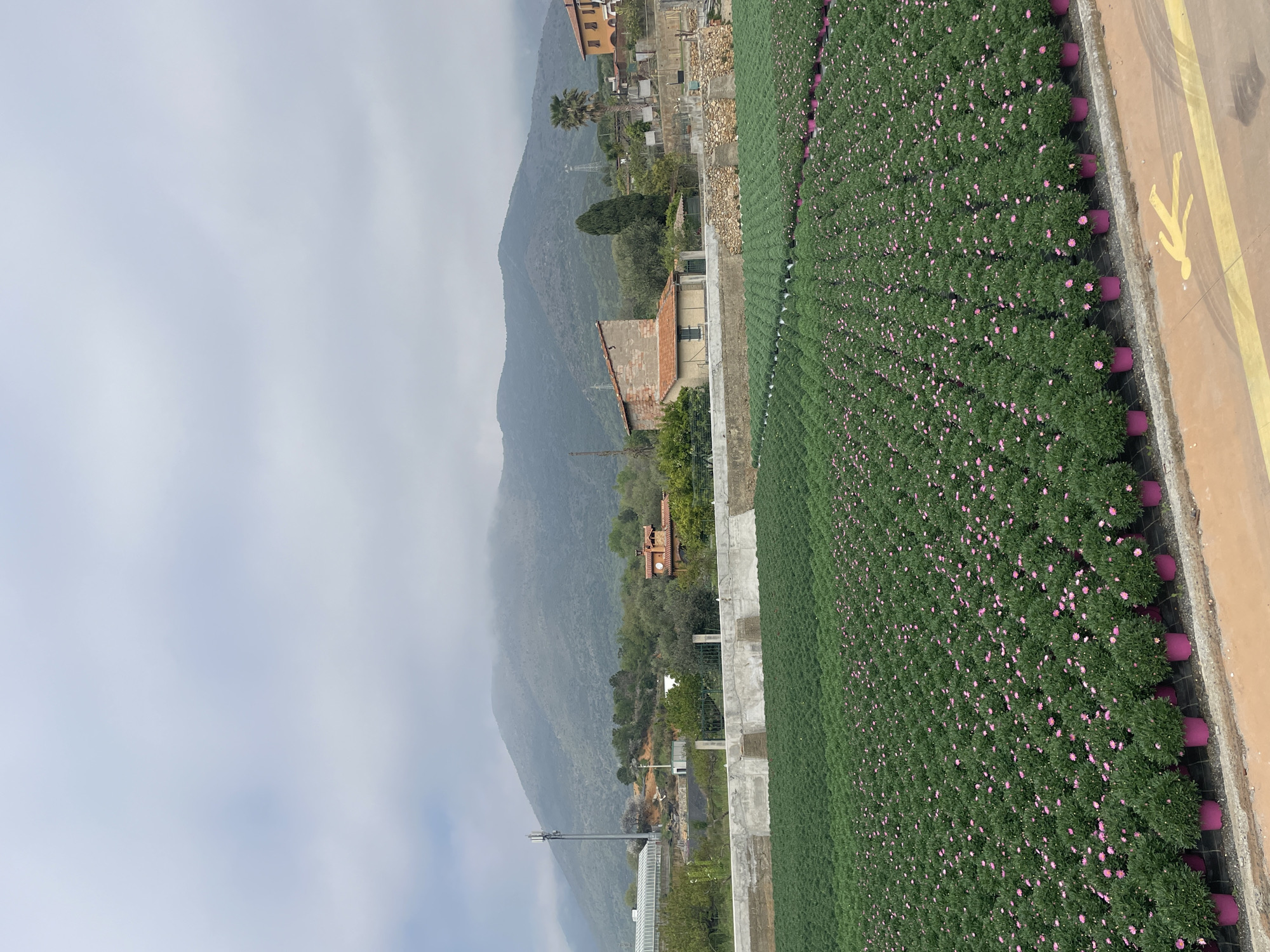 The image depicts a field of potted plants with pink flowers, likely daisies, arranged in neat rows. The pots appear to be a uniform magenta color. Adjacent to the field is a paved area with a yellow pedestrian crossing symbol. In the background, there's a hillside partially obscured by low-hanging clouds. There are several buildings visible on the hillside, including what seems to be a residential house with an orange-tiled roof. The scene is likely located in Albenga, Italy, based on the setting. The overall environment suggests an agricultural or horticultural operation near a residential area.