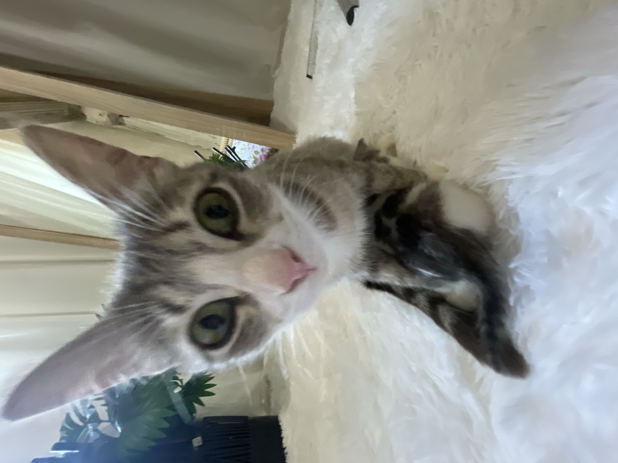 A grey and white tabby kitten is captured in an extreme close-up, low-angle shot, looking directly at the camera. The kitten's large, green eyes and pink nose are prominent features. Its ears are pointed upwards, and its fur has a mix of grey tabby stripes and white patches. The kitten is lying on a fluffy white surface, possibly a rug or blanket, which fills a significant portion of the frame.
In the background, slightly out of focus, are hints of a domestic setting. There's a wooden structure overhead, possibly part of a shelf or furniture. To the left of the kitten, some green foliage is visible, suggesting the presence of plants, and a black object that might be a shelf or a container. The lighting appears to be indoor, with a soft quality, and there are no indications of the time of day or weather conditions. The kitten's gaze is direct and curious, conveying a sense of innocent engagement. No text is visible in the image. The overall impression is an intimate and personal portrayal of a young cat in a comfortable, indoor environment.